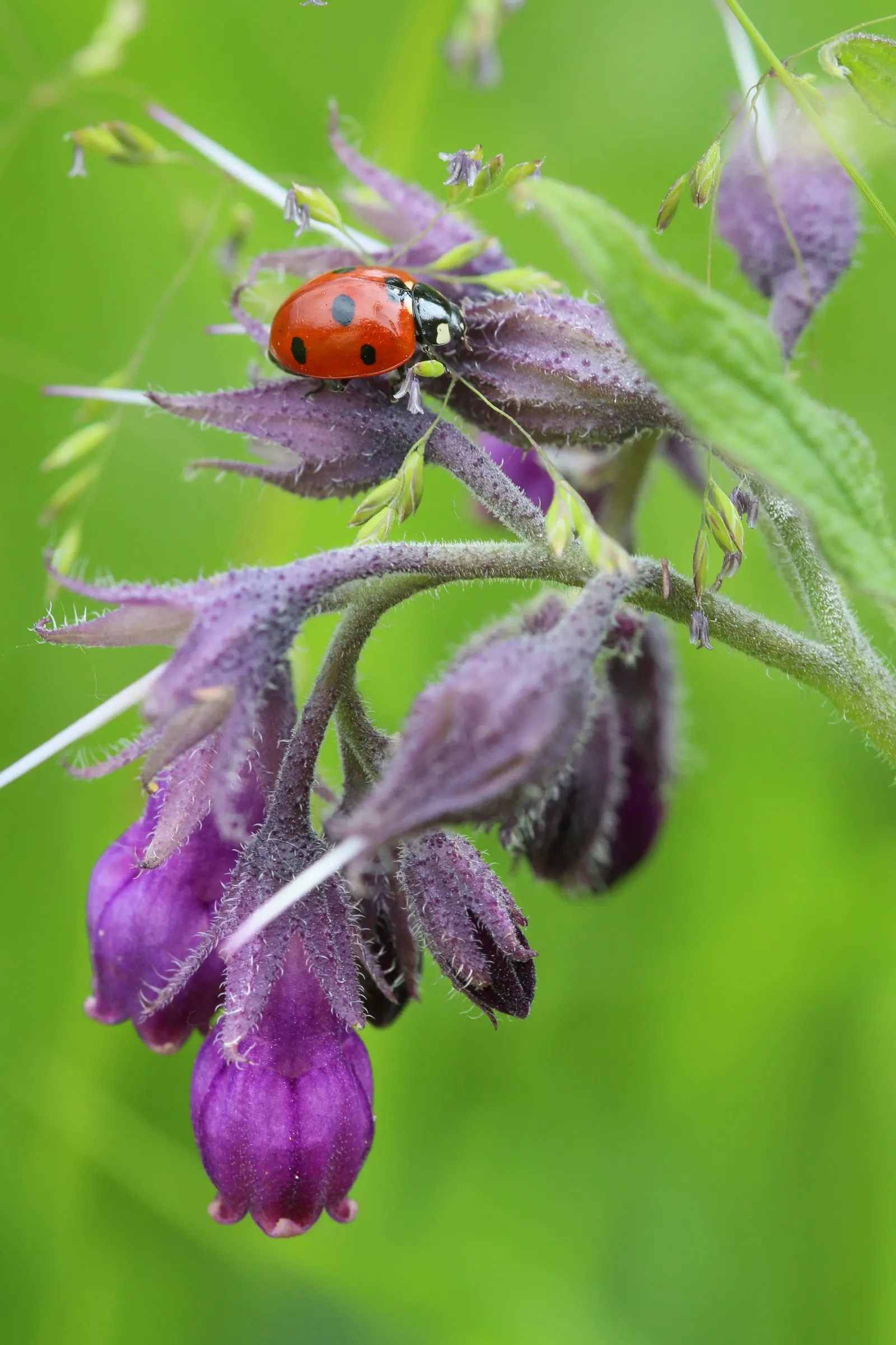 Common Comfrey (Symphytum Officinale) — Its leaves are rich in nitrogen and make excellent compost or mulch; while beneficial to the garden, image 89