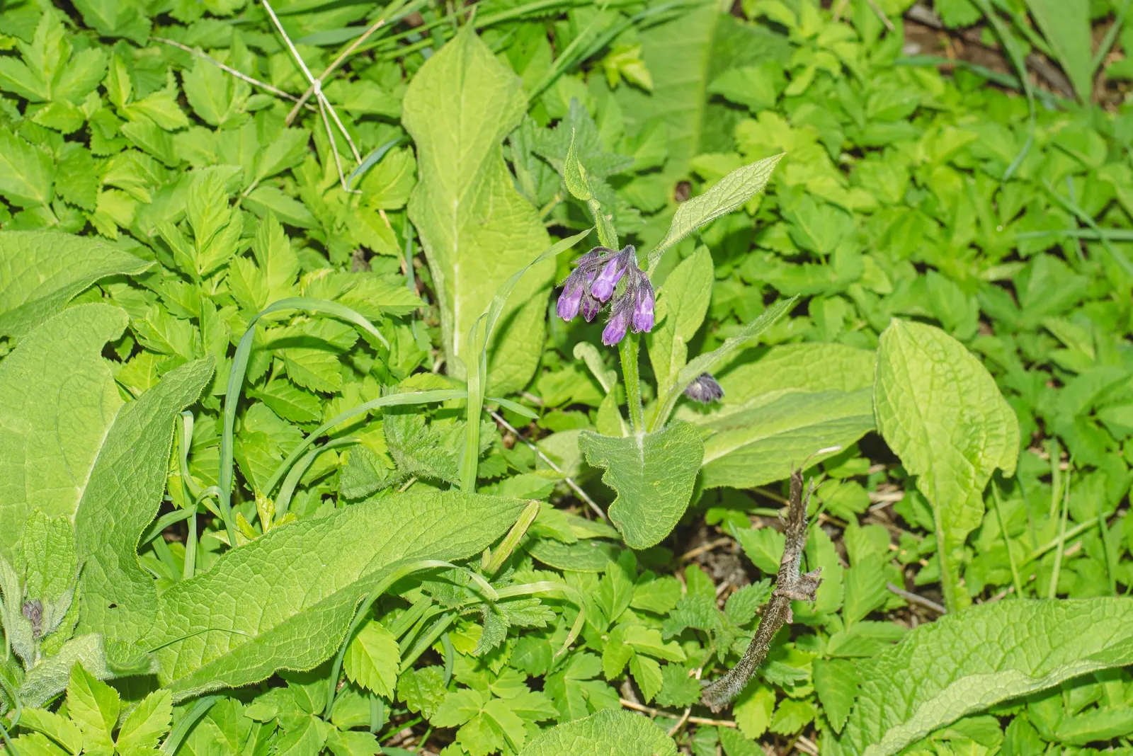 Common Comfrey (Symphytum Officinale) — is a hardy perennial boasting clusters of bell-shaped; comfrey thrives in full sun to partial shade and prefers moist