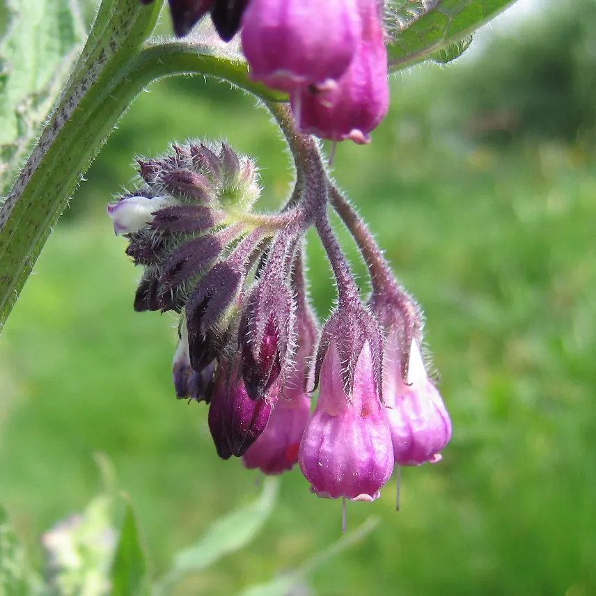 Common Comfrey (Symphytum Officinale) — Comfrey's foliage is characteristically coarse