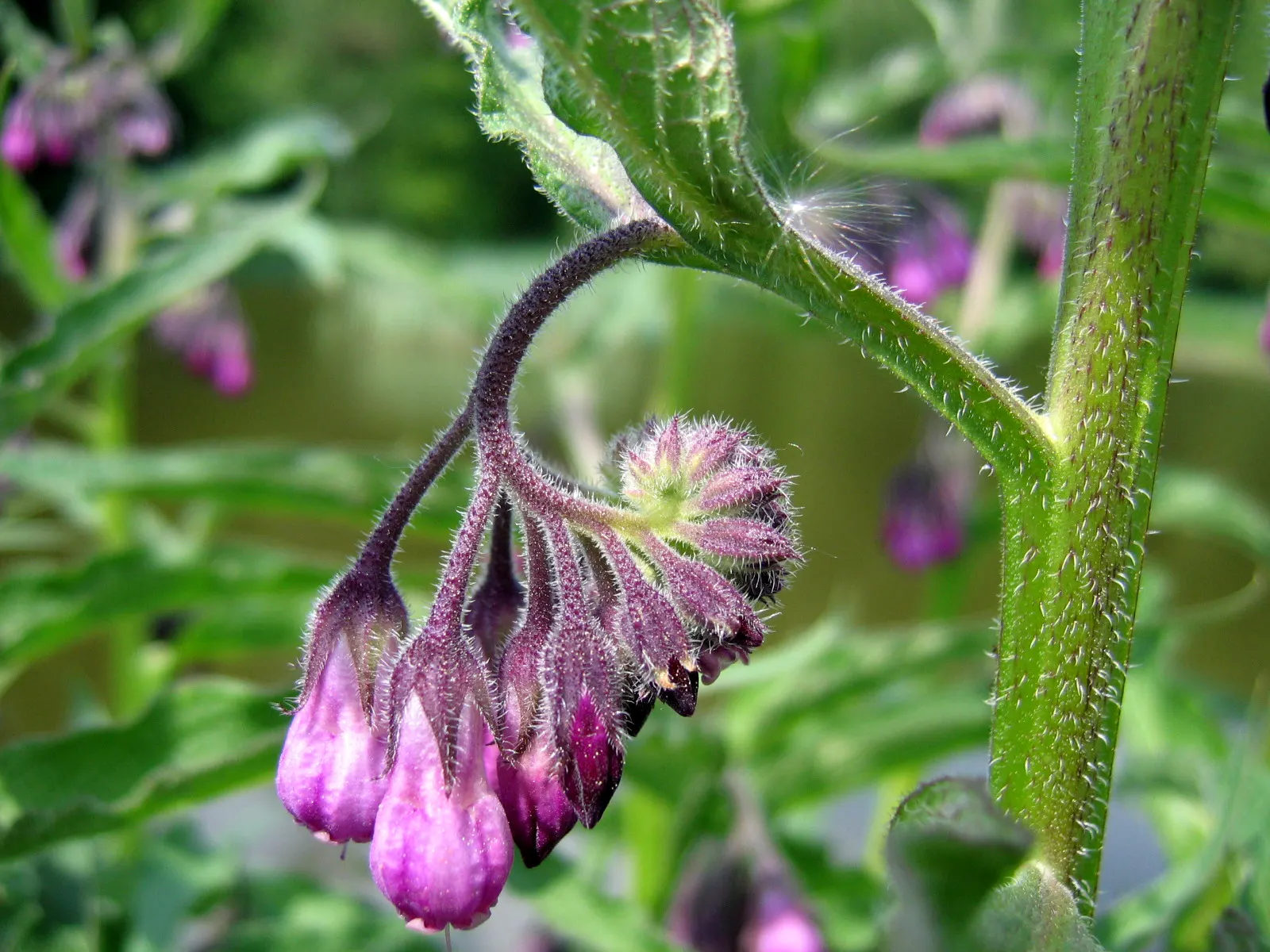 Common Comfrey (Symphytum Officinale) — making it fairly drought-resistant upon establishment; tapering to a point.<br><br>From late spring to, image 105