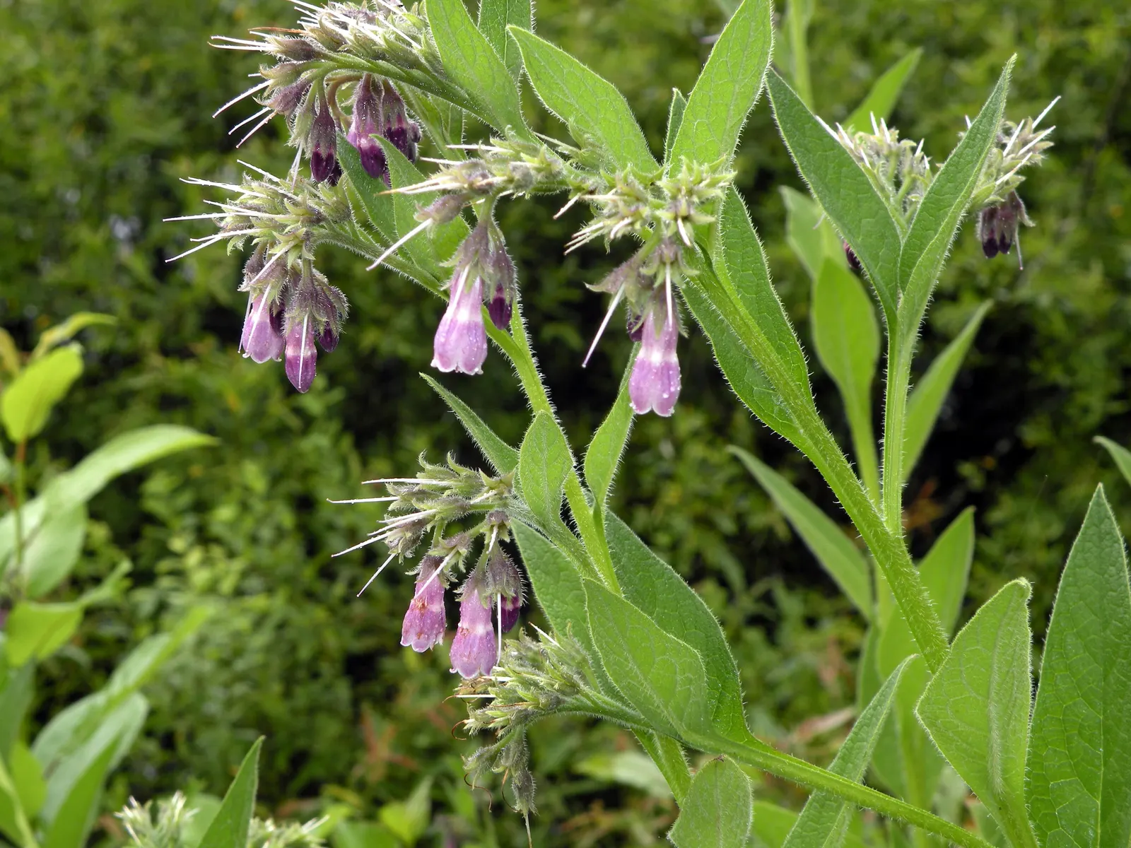 Common Comfrey (Symphytum Officinale) — bell-shaped flowers emerge