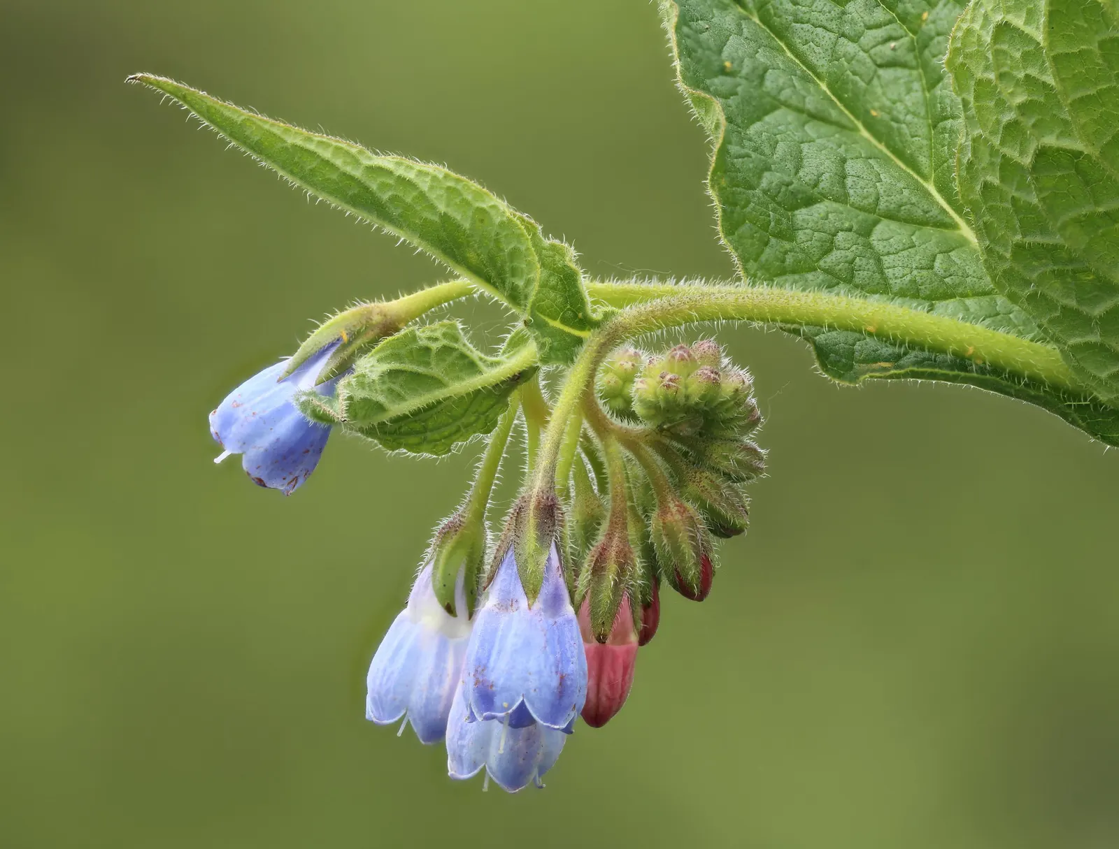 Common Comfrey (Symphytum Officinale) — Handle with care due to its rough, hairy leaves and potential skin irritants; this robust plant stands at, image 101