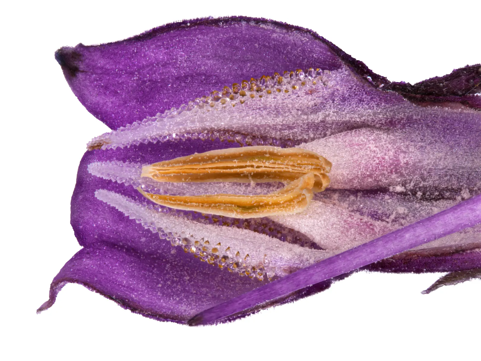 Common Comfrey (Symphytum Officinale) — showcasing colors that range from creamy white to pink and purple