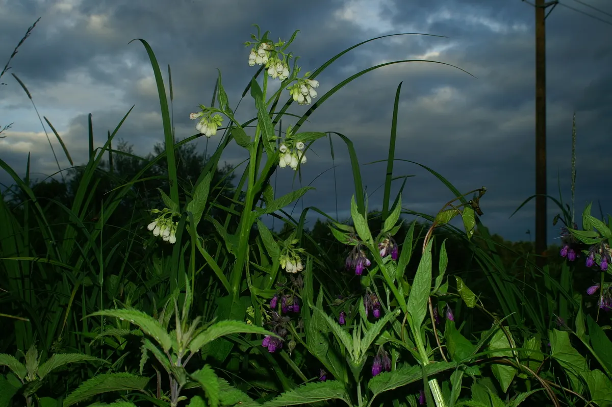 Common Comfrey (Symphytum Officinale) — Favored for its medicinal uses and ability to improve soil fertility; contributing vital nutrients to, image 51