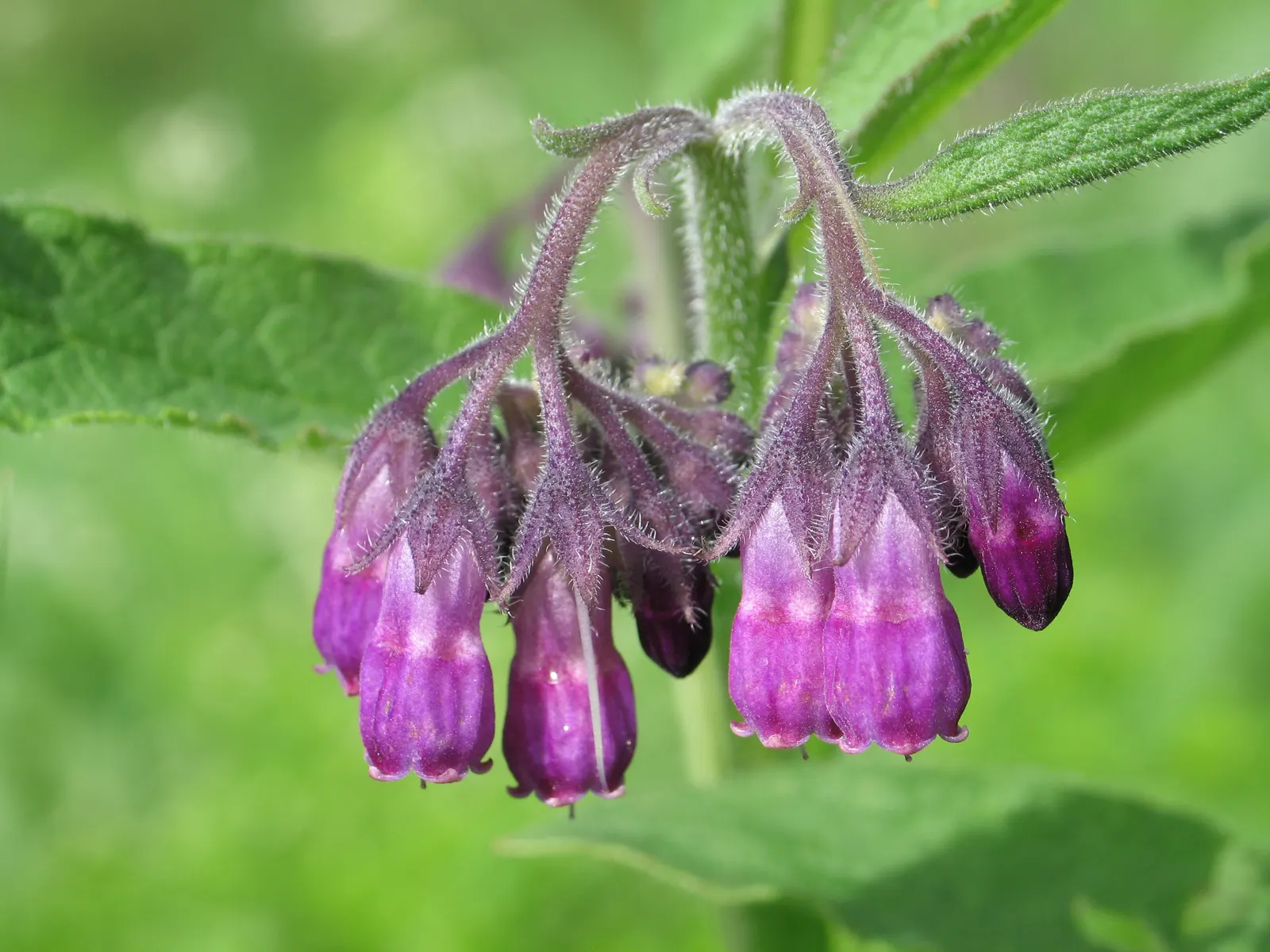 Common Comfrey (Symphytum Officinale) — Comfrey's foliage is characteristically coarse; it thrives in USDA hardiness zones 4 through 9, preferring, image 106