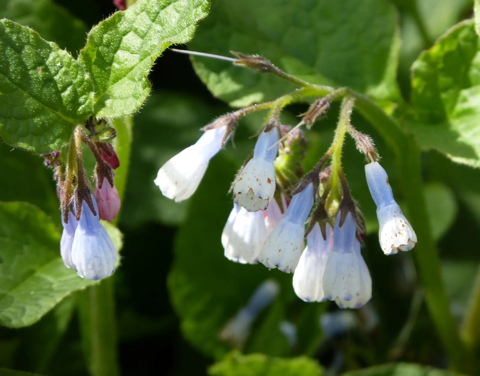 Common Comfrey (Symphytum Officinale) — providing a delicate contrast to the lush greenery; commonly known as Common Comfrey, image 111