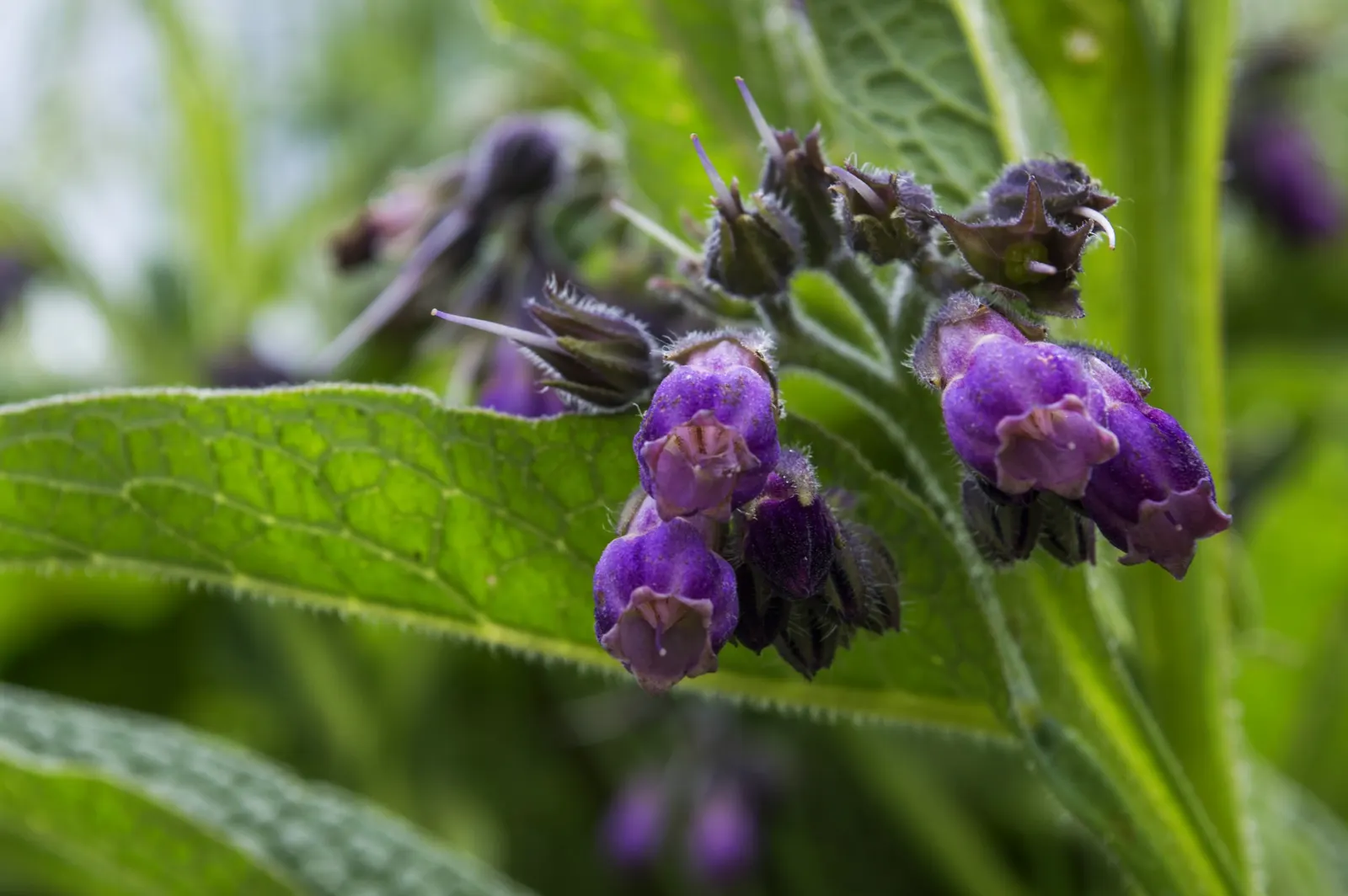 Common Comfrey (Symphytum Officinale) — perennial with blue blooms; showcasing colors that range from creamy white to pink and purple, image 71