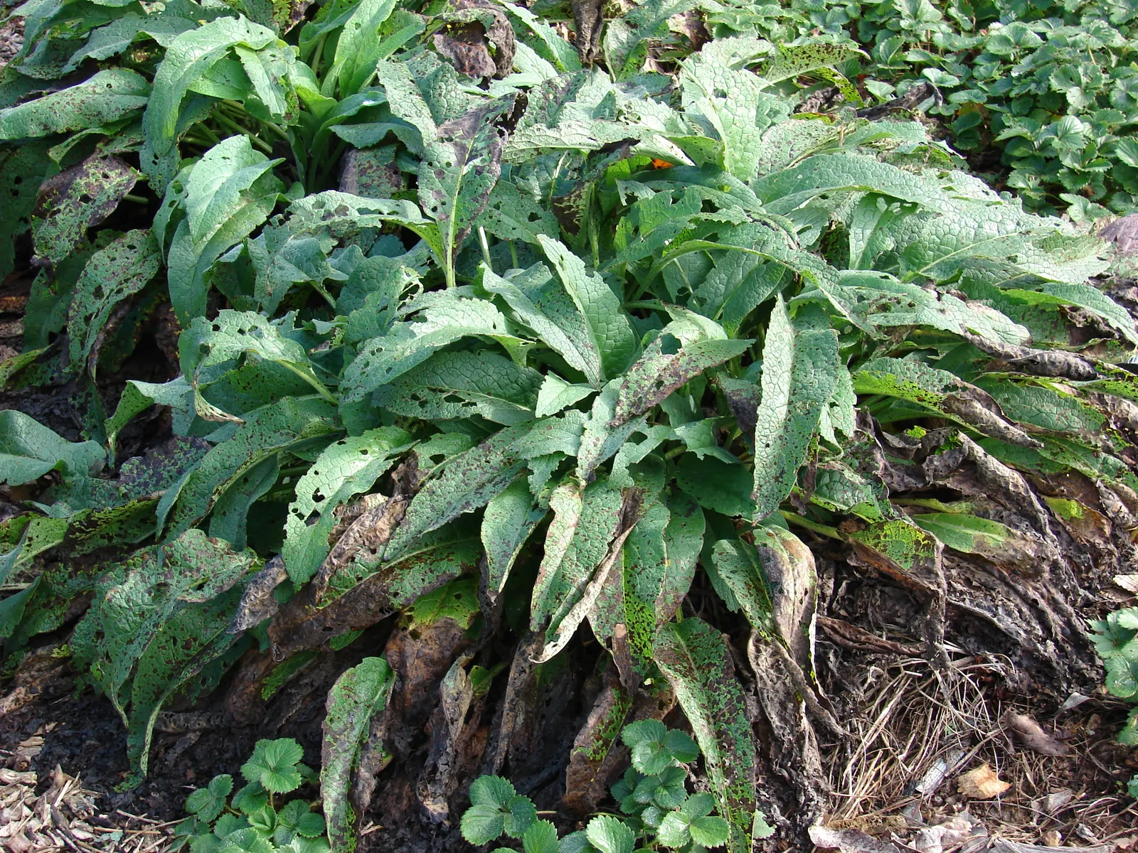 Common Comfrey (Symphytum Officinale) — showcasing colors that range from creamy white to pink and purple; perennial with blue blooms, image 62