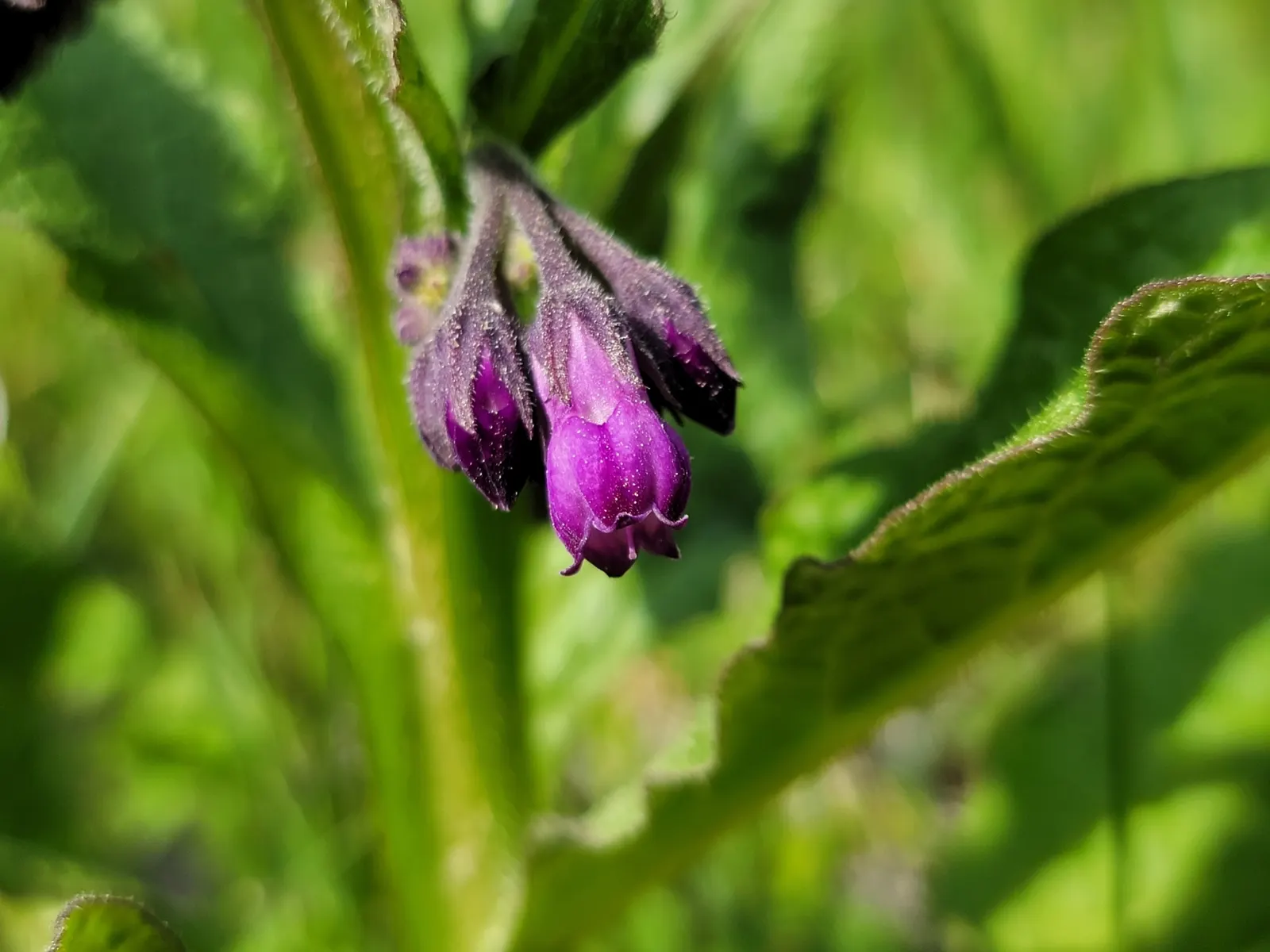Common Comfrey (Symphytum Officinale) — making it fairly drought-resistant upon establishment; tapering to a point.<br><br>From late spring to, image 81