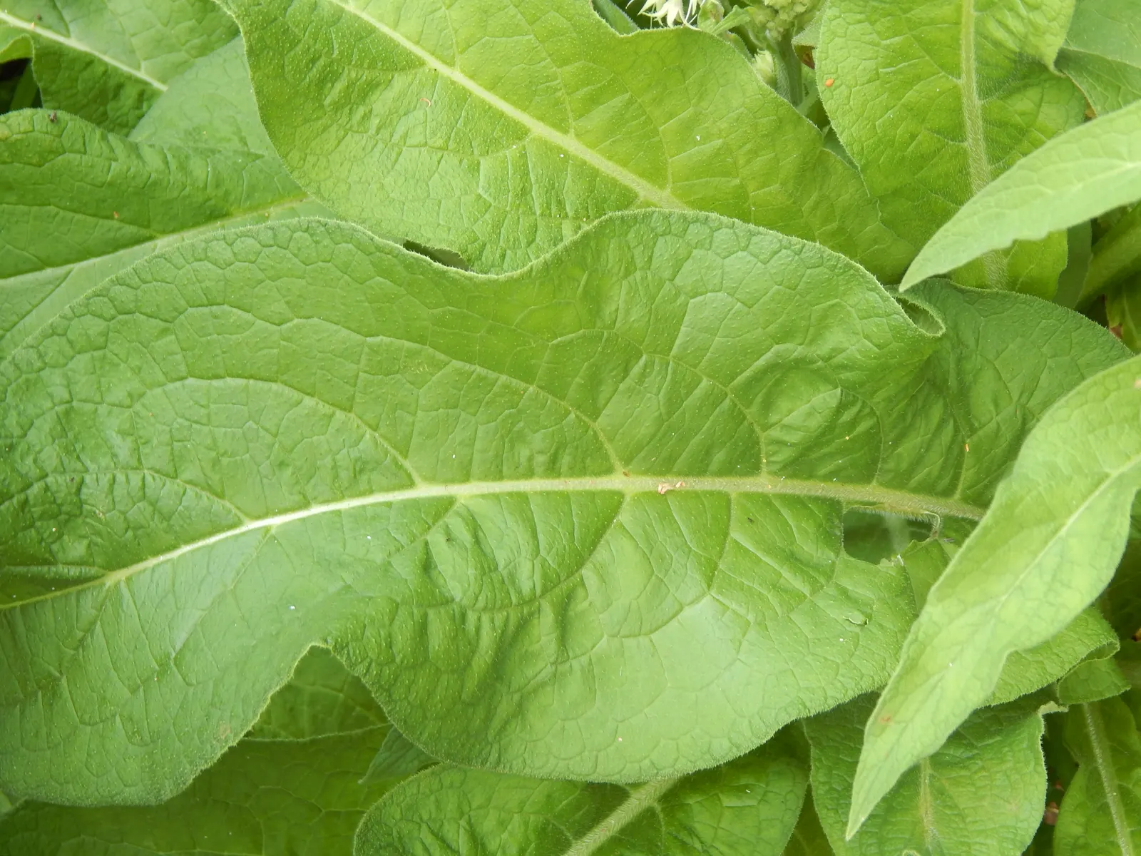 Common Comfrey (Symphytum Officinale) — Handle with care due to its rough, hairy leaves and potential skin irritants; this robust plant stands at, image 53