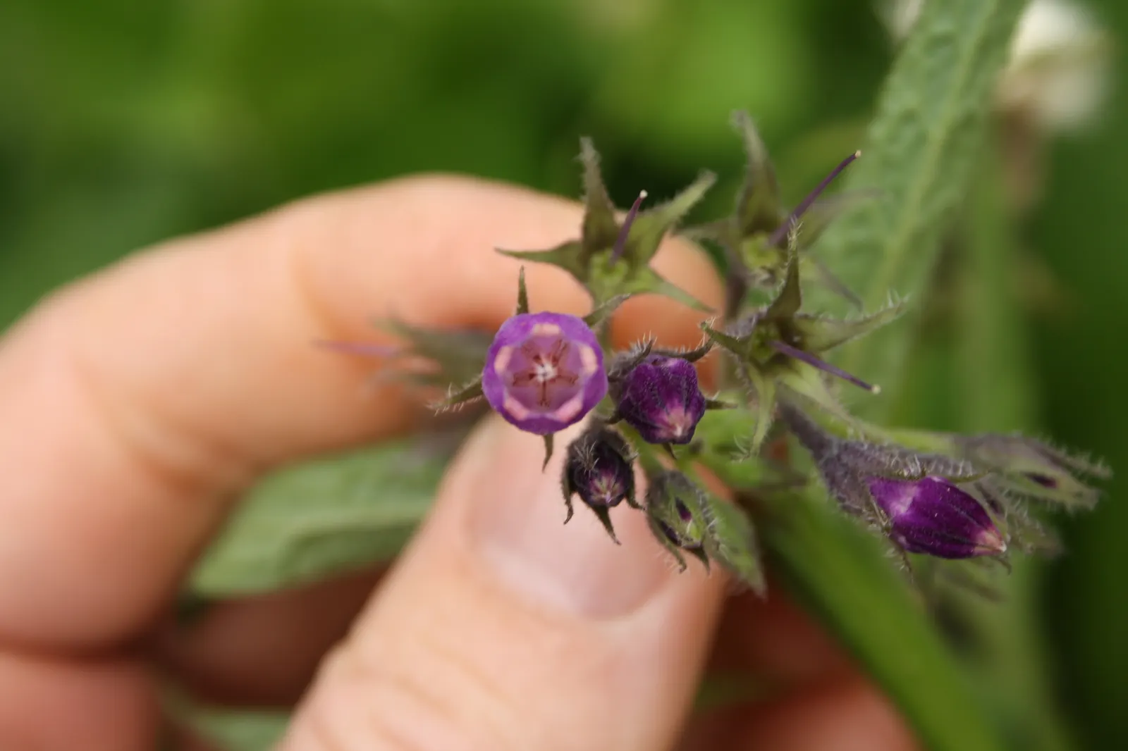 Common Comfrey (Symphytum Officinale) — perennial for full or half; emphasize its dual role as both a soil enhancer and a provider of visual and, image 96
