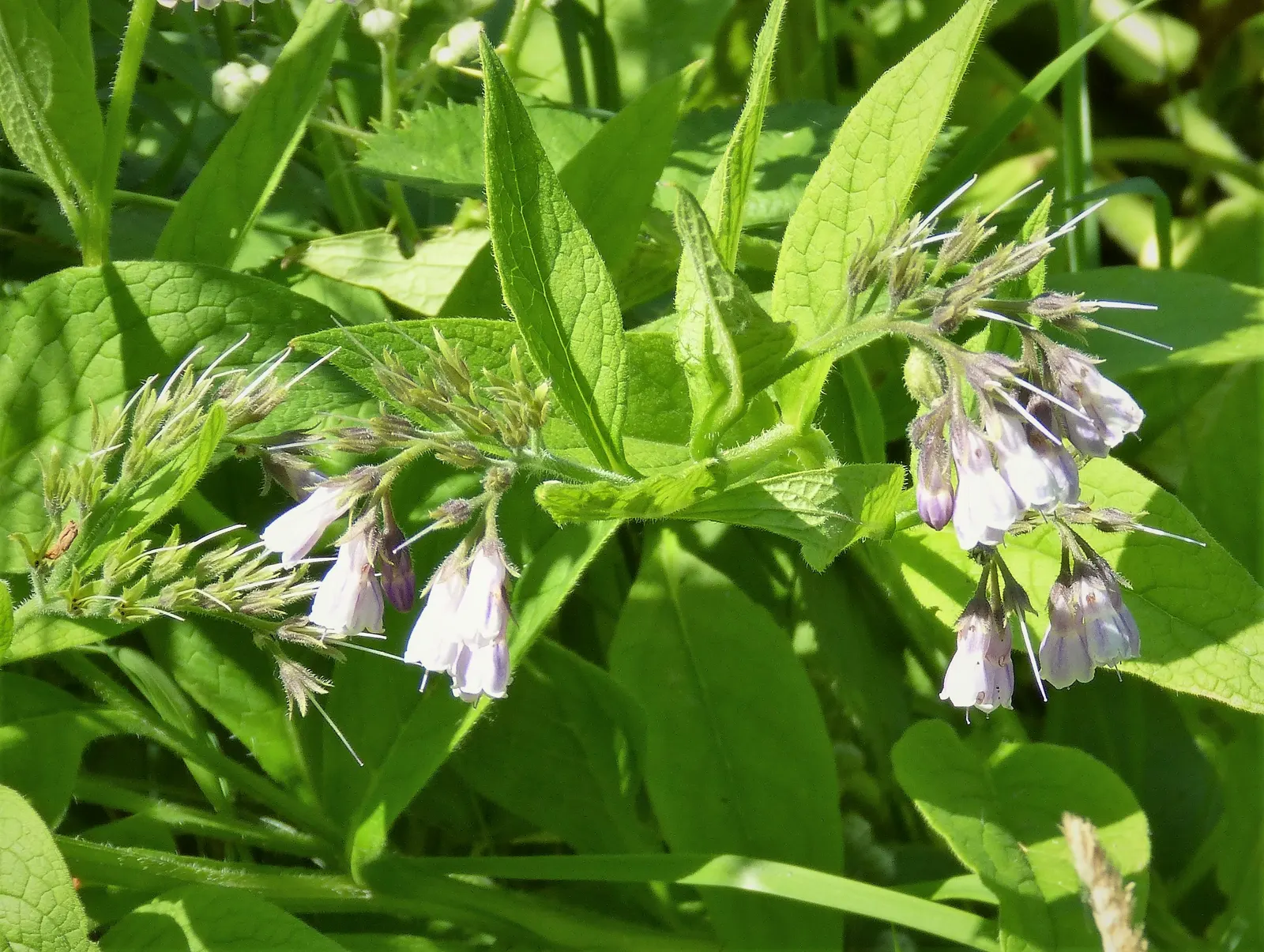 Common Comfrey (Symphytum Officinale) — It grows to 2-5 feet tall and spreads up to 2.5 feet wide; with hairy leaves that can grow up to 8 to 12, image 74