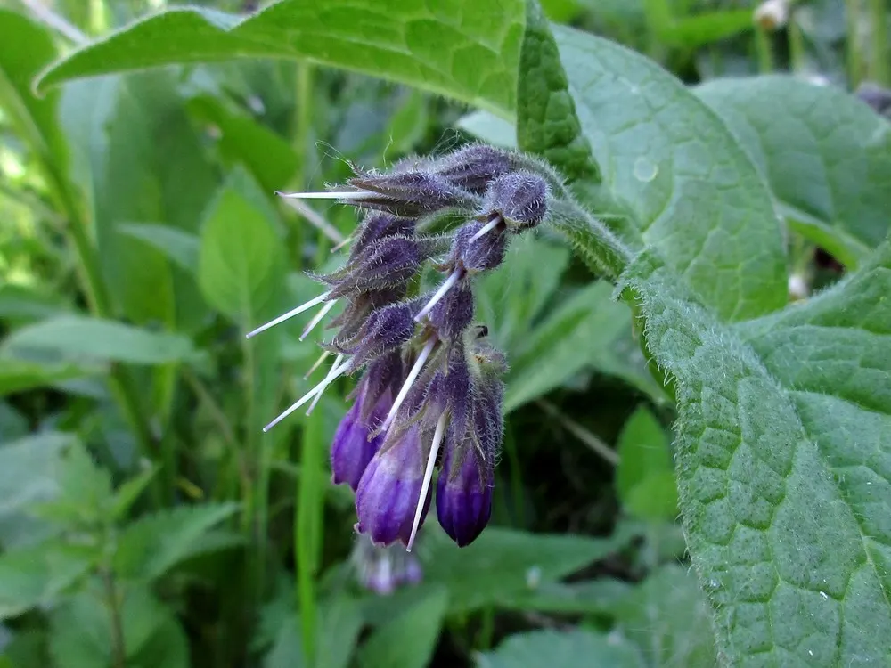 Common Comfrey (Symphytum Officinale) — perennial with blue blooms