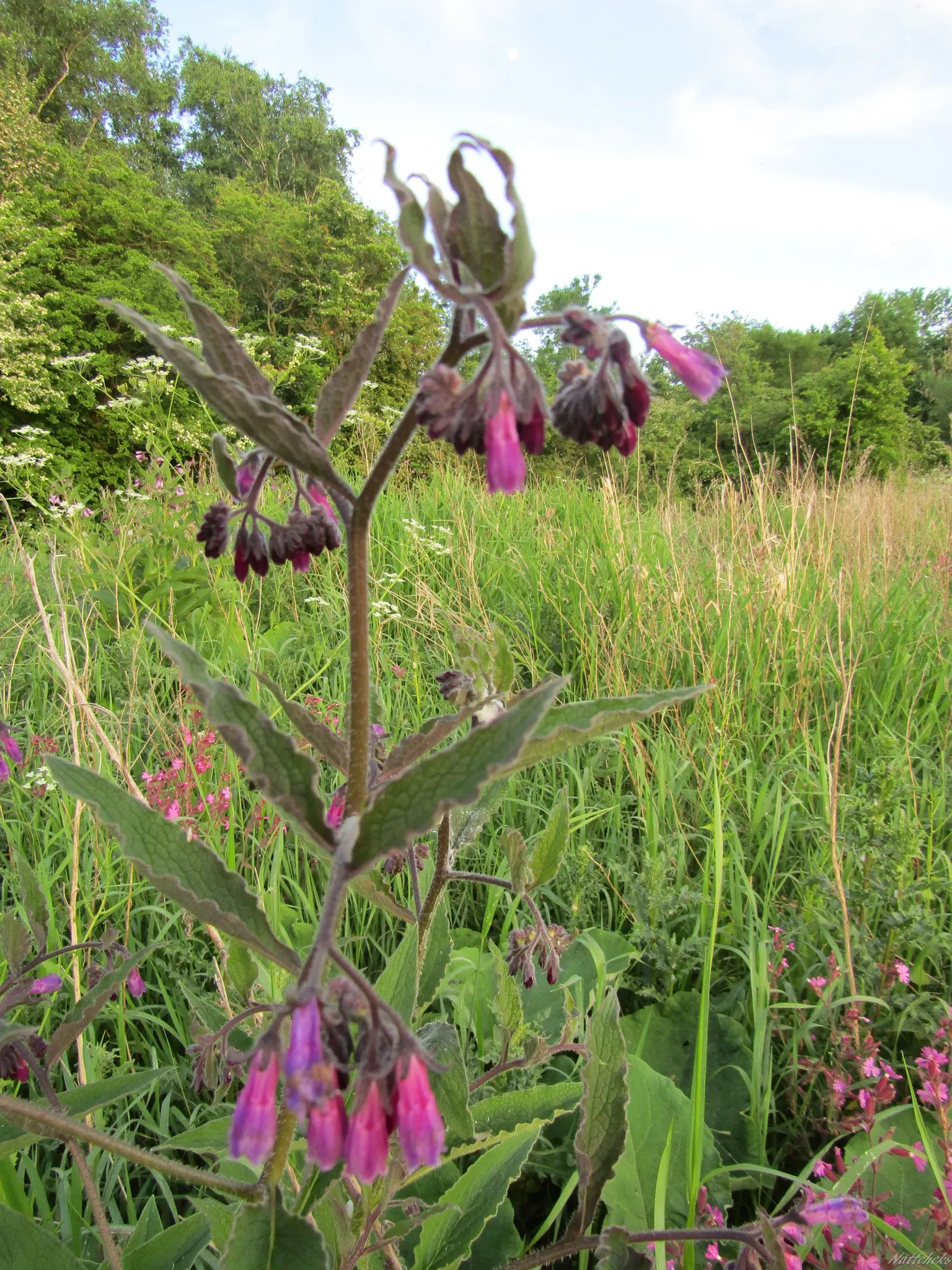 Common Comfrey (Symphytum Officinale) — It thrives in USDA hardiness zones 4 through 9, preferring full sun to partial shade and well-draining soil