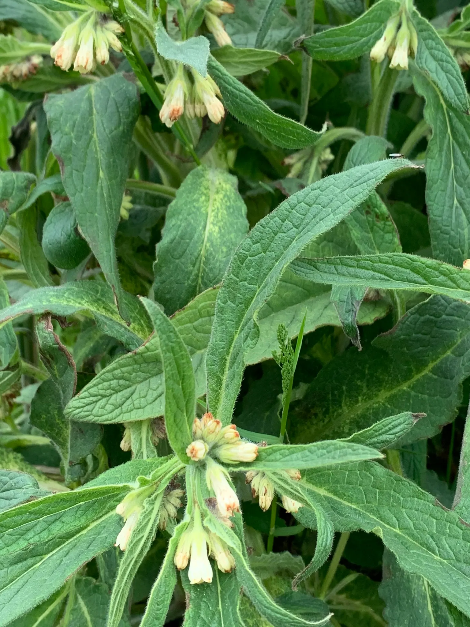 Common Comfrey (Symphytum Officinale) — Comfrey's foliage is characteristically coarse; it thrives in USDA hardiness zones 4 through 9, preferring, image 58
