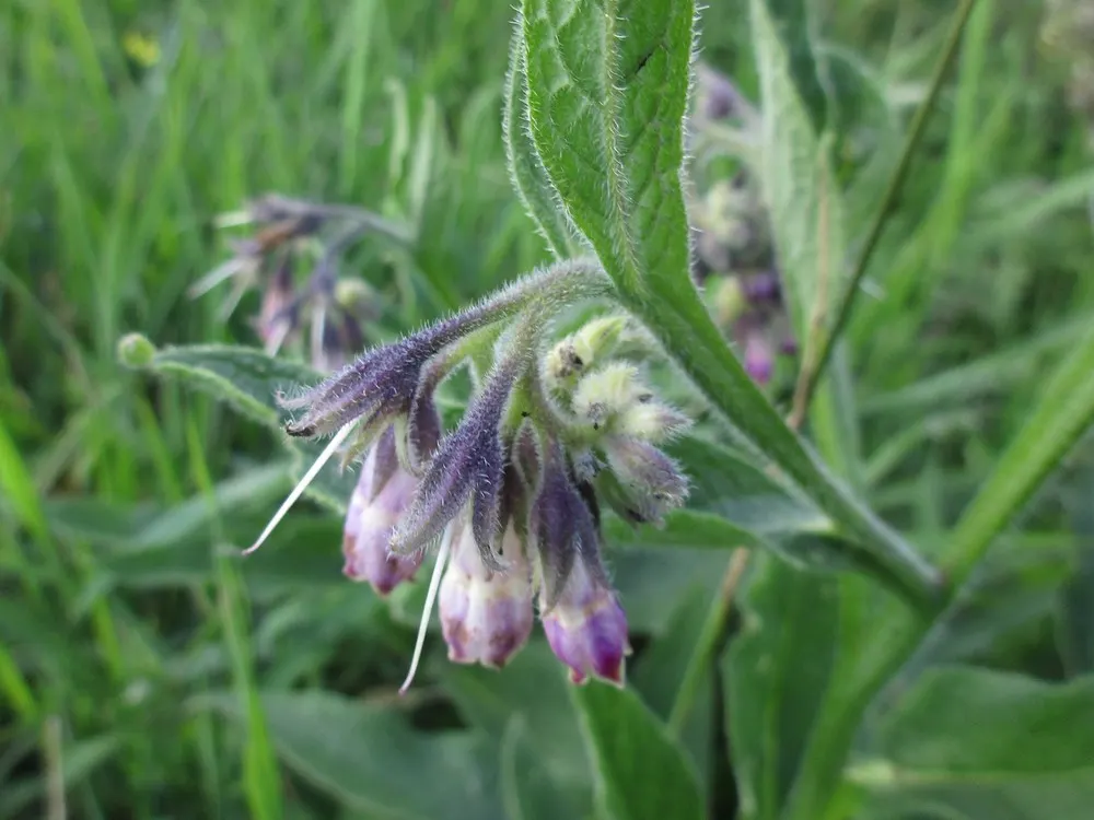 Common Comfrey (Symphytum Officinale) — tapering to a point.<br><br>From late spring to early summer; making it fairly drought-resistant upon establishment