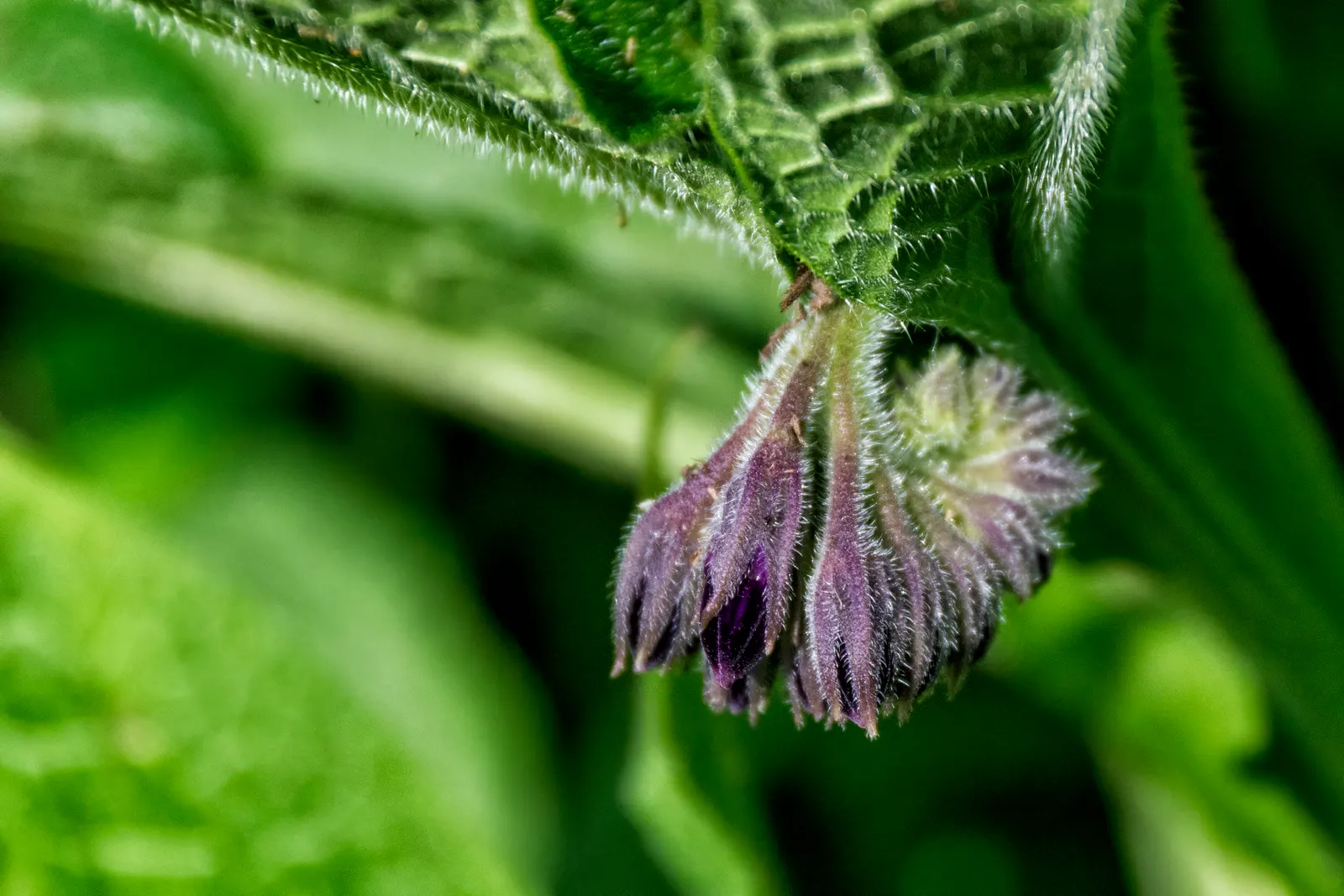 Common Comfrey (Symphytum Officinale) — perennial with blue blooms; showcasing colors that range from creamy white to pink and purple, image 95