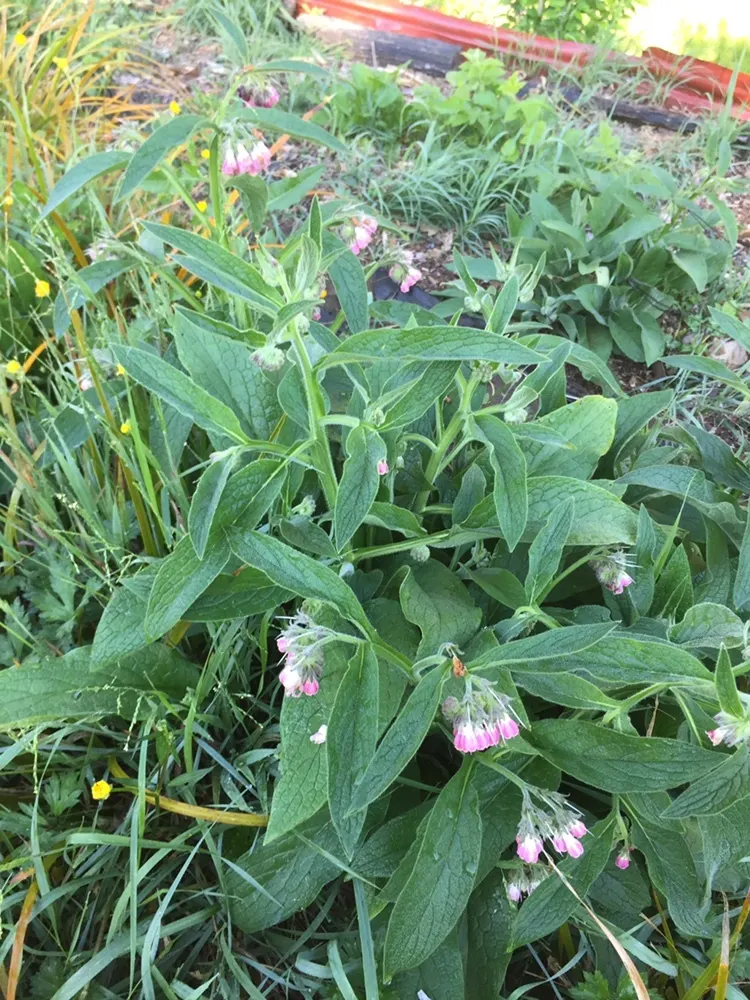 Common Comfrey (Symphytum Officinale) — Comfrey thrives in full sun to partial shade and prefers moist