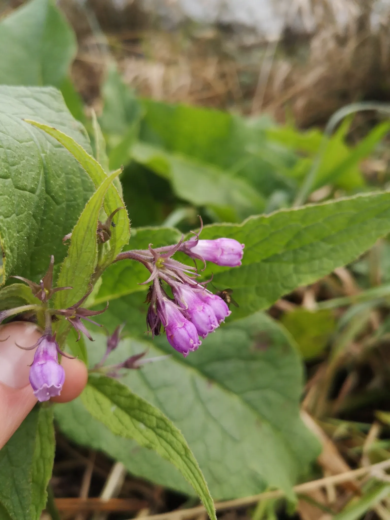 Common Comfrey (Symphytum Officinale) — It thrives in USDA hardiness zones 4 through 9, preferring full sun to partial shade and well-draining soil; comfrey's