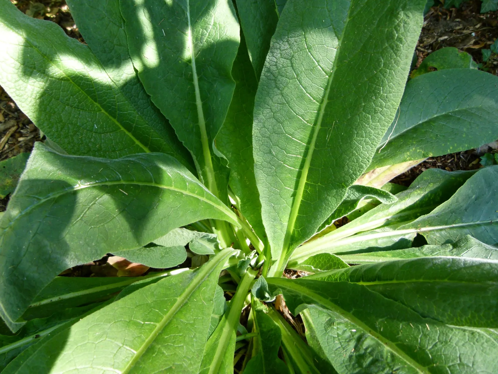 Common Comfrey (Symphytum Officinale) — This robust plant stands at around 2 to 5 feet tall with a similar spread and features a deep taproot, image 80