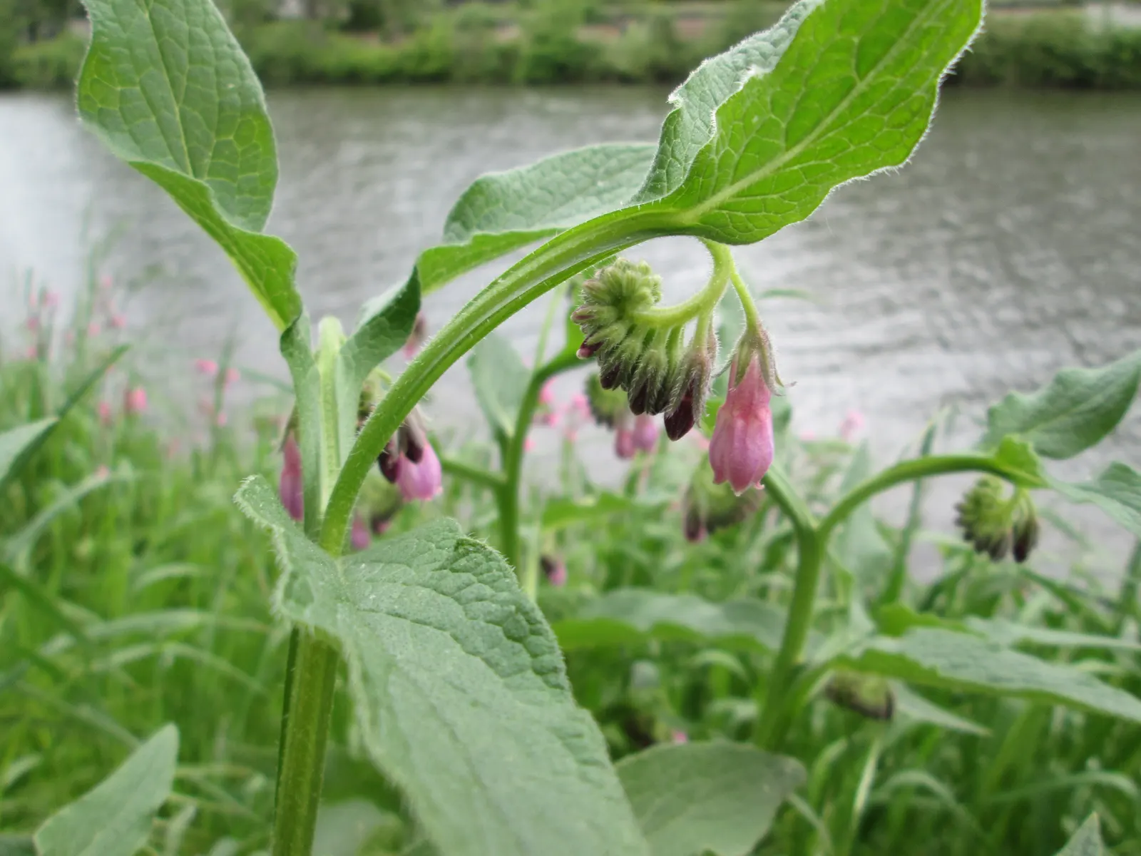Common Comfrey (Symphytum Officinale) — with hairy leaves that can grow up to 8 to 12 inches long and 2 to 4 inches wide; it grows to 2-5 feet tall, image 59