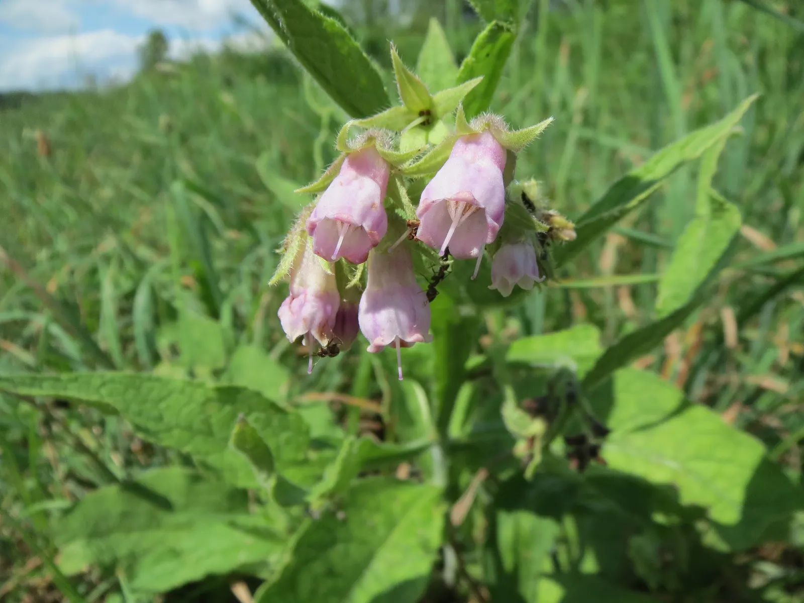Common Comfrey (Symphytum Officinale) — Comfrey thrives in full sun to partial shade and prefers moist; is a hardy perennial boasting clusters of bell-shaped