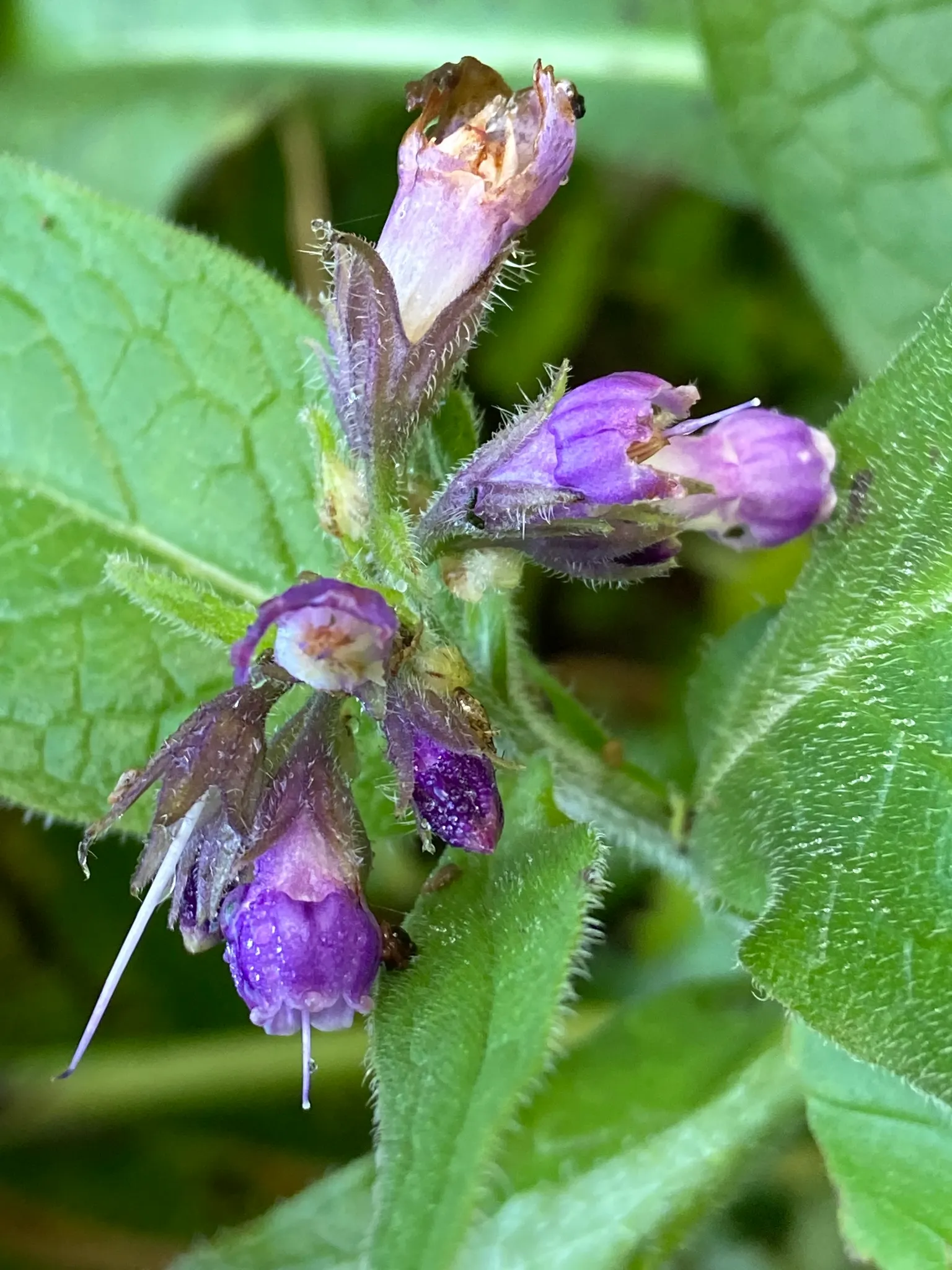 Common Comfrey (Symphytum Officinale) — is a hardy perennial boasting clusters of bell-shaped; comfrey thrives in full sun to partial shade and, image 97