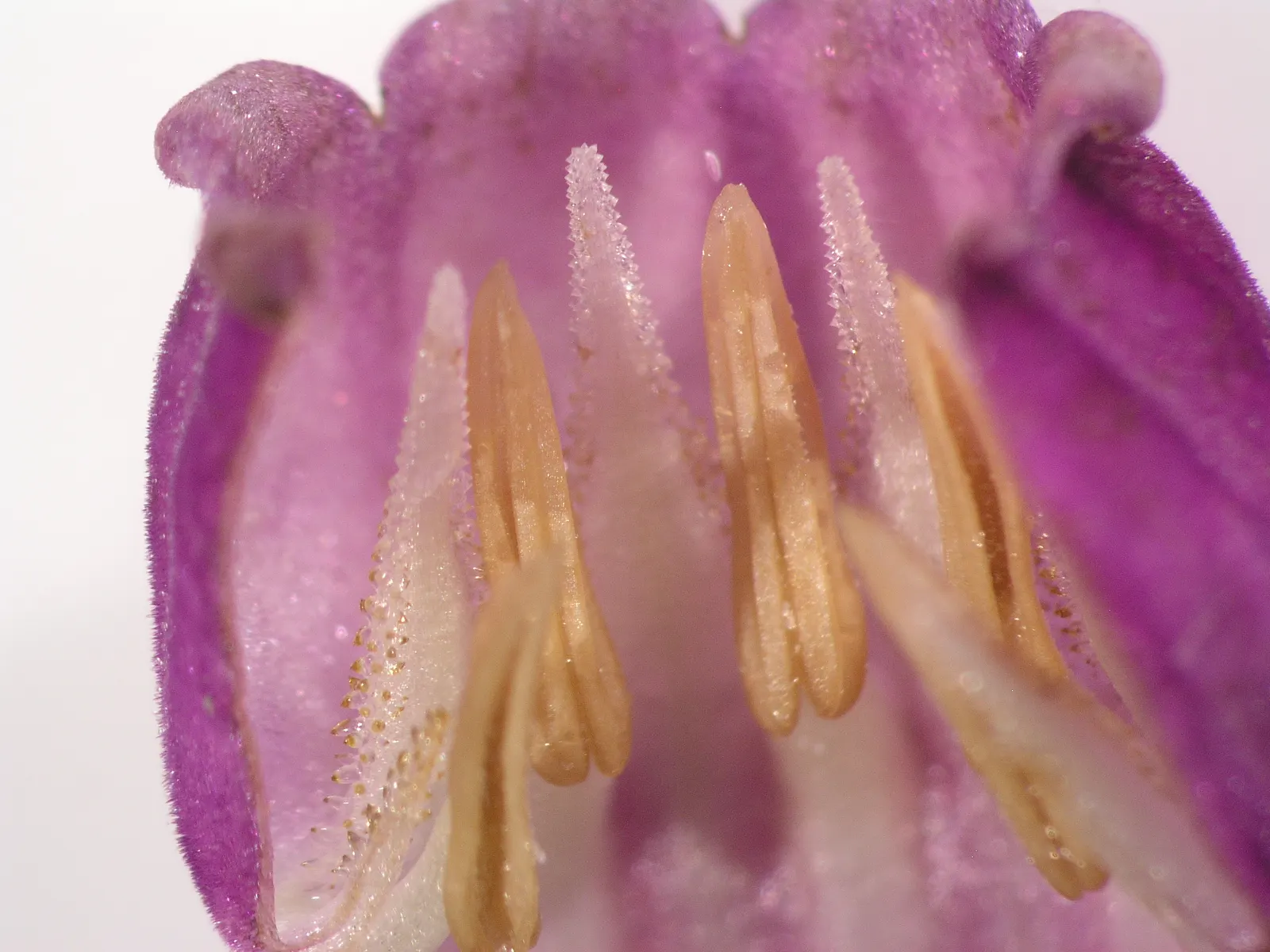 Common Comfrey (Symphytum Officinale) — bell-shaped flowers emerge; comfrey serves not only ornamental purposes but also contributes to soil health