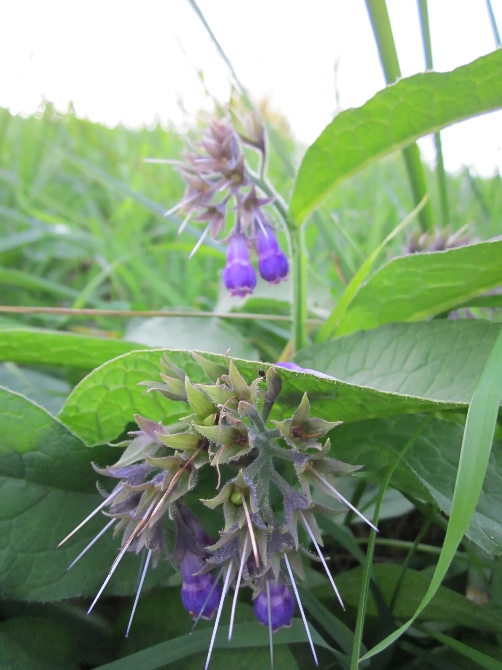 Common Comfrey (Symphytum Officinale) — It thrives in USDA hardiness zones 4 through 9, preferring full sun to partial shade and well-draining, image 91