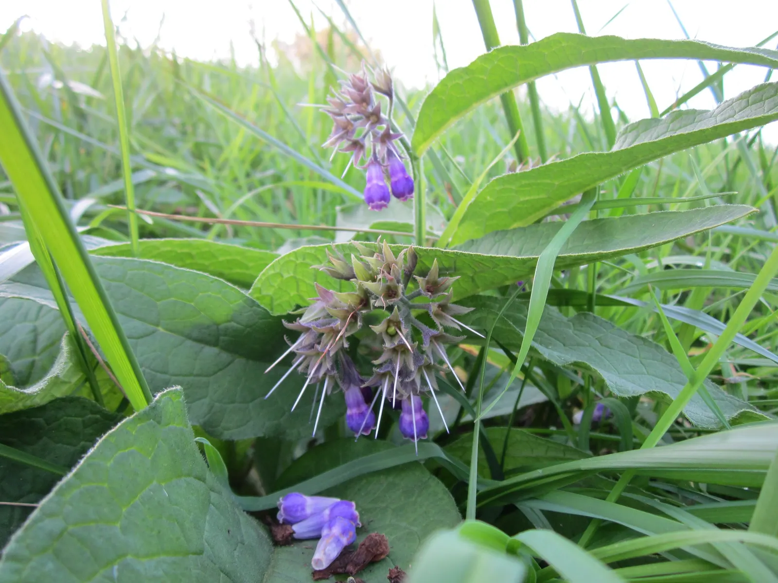 Common Comfrey (Symphytum Officinale) — Favored for its medicinal uses and ability to improve soil fertility; contributing vital nutrients to, image 75