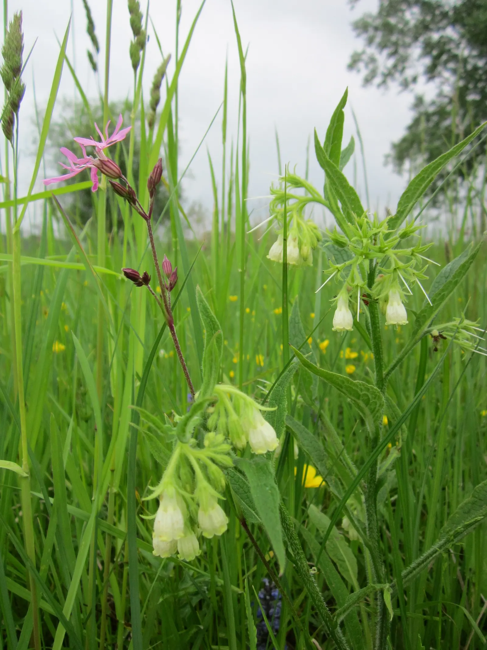 Common Comfrey (Symphytum Officinale) — It grows to 2-5 feet tall and spreads up to 2.5 feet wide