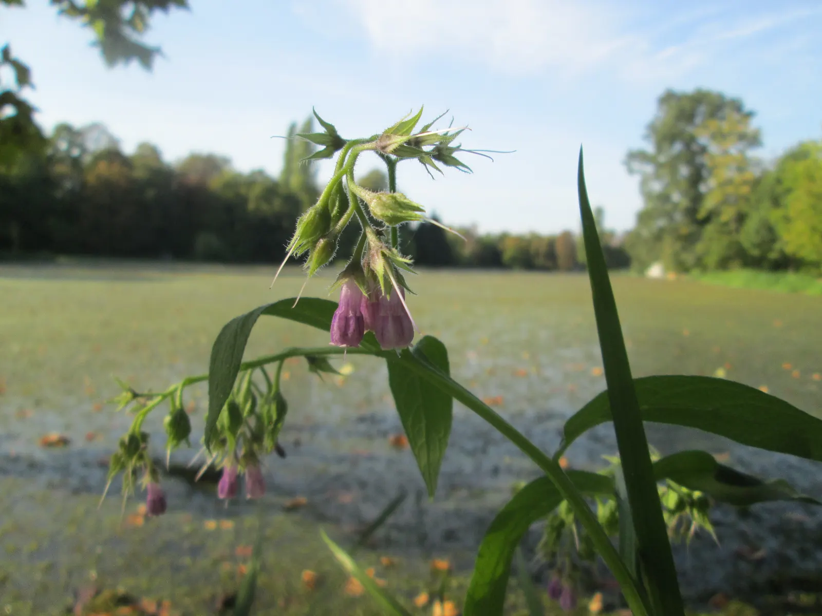 Common Comfrey (Symphytum Officinale) — Favored for its medicinal uses and ability to improve soil fertility; contributing vital nutrients to, image 99