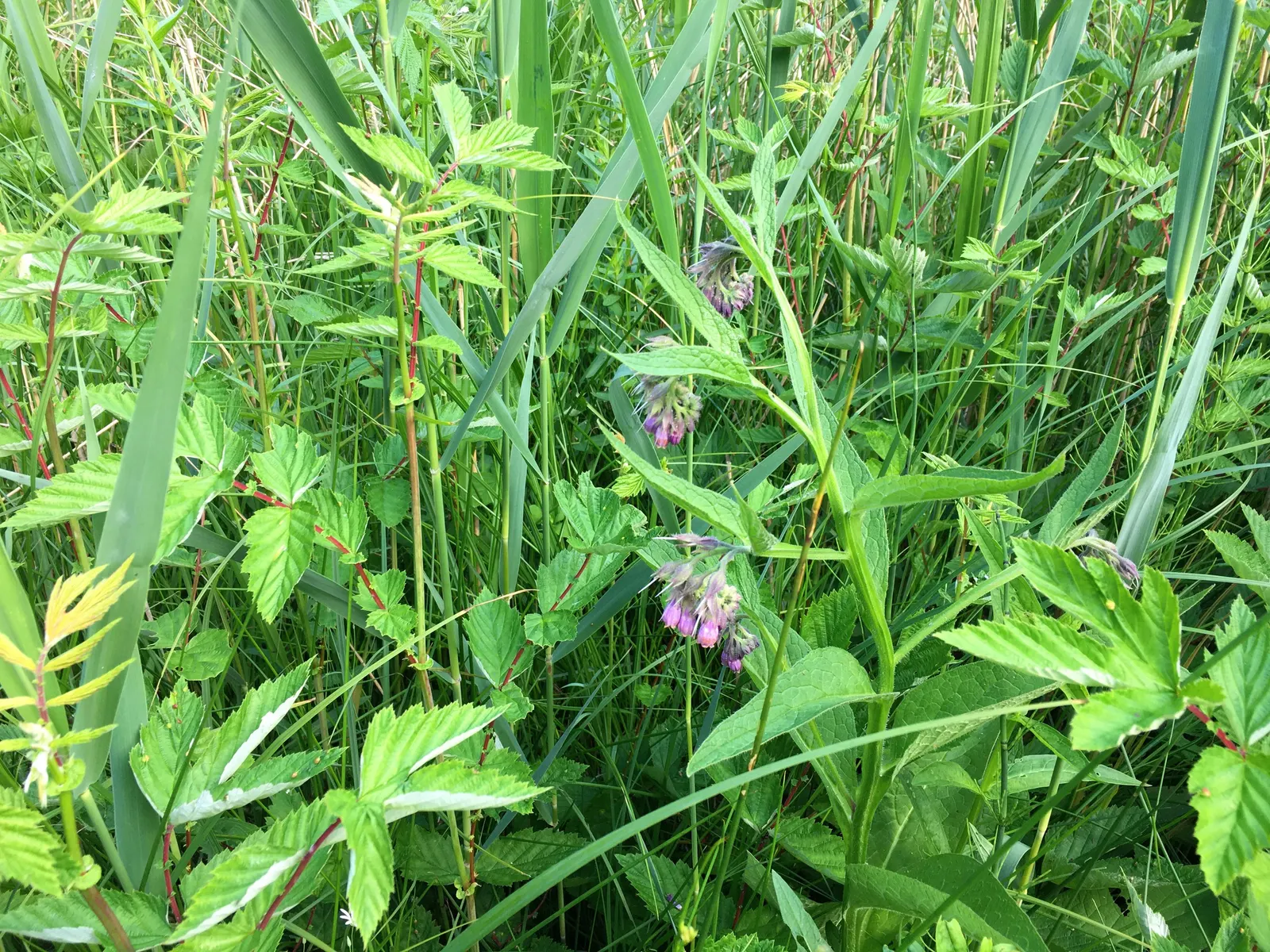 Common Comfrey (Symphytum Officinale) — Comfrey thrives in full sun to partial shade and prefers moist; is a hardy perennial boasting clusters of, image 100
