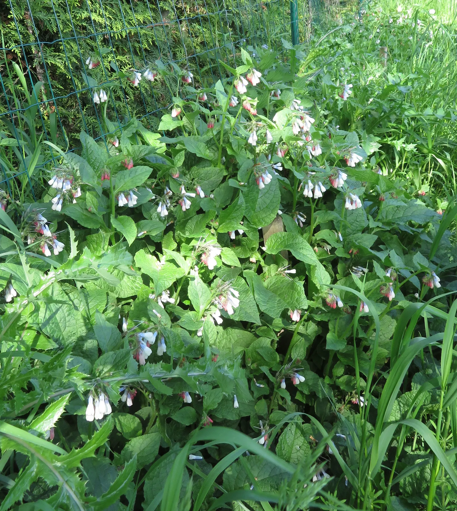 Common Comfrey (Symphytum Officinale) — commonly known as Common Comfrey