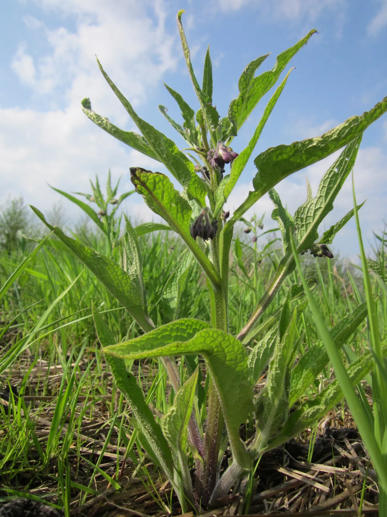 Common Comfrey (Symphytum Officinale) — Its leaves are rich in nitrogen and make excellent compost or mulch; while beneficial to the garden, image 65