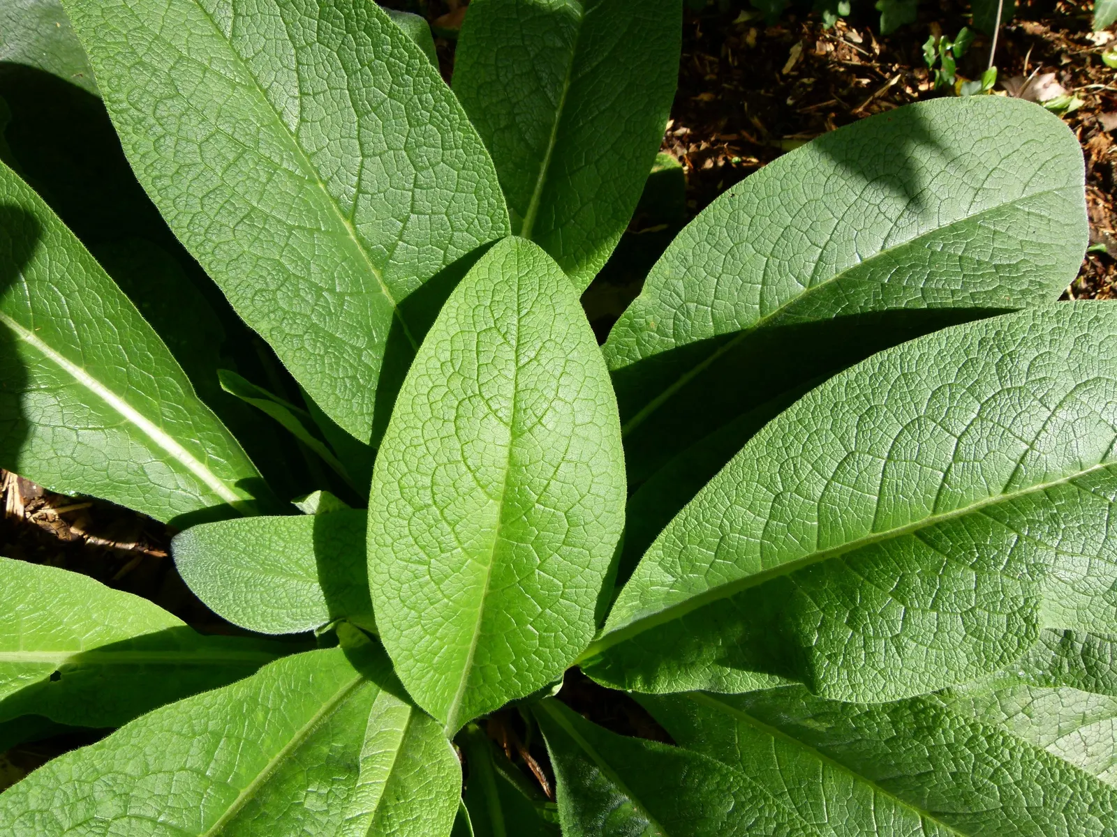 Common Comfrey (Symphytum Officinale) — Comfrey's foliage is characteristically coarse; it thrives in USDA hardiness zones 4 through 9, preferring full sun to