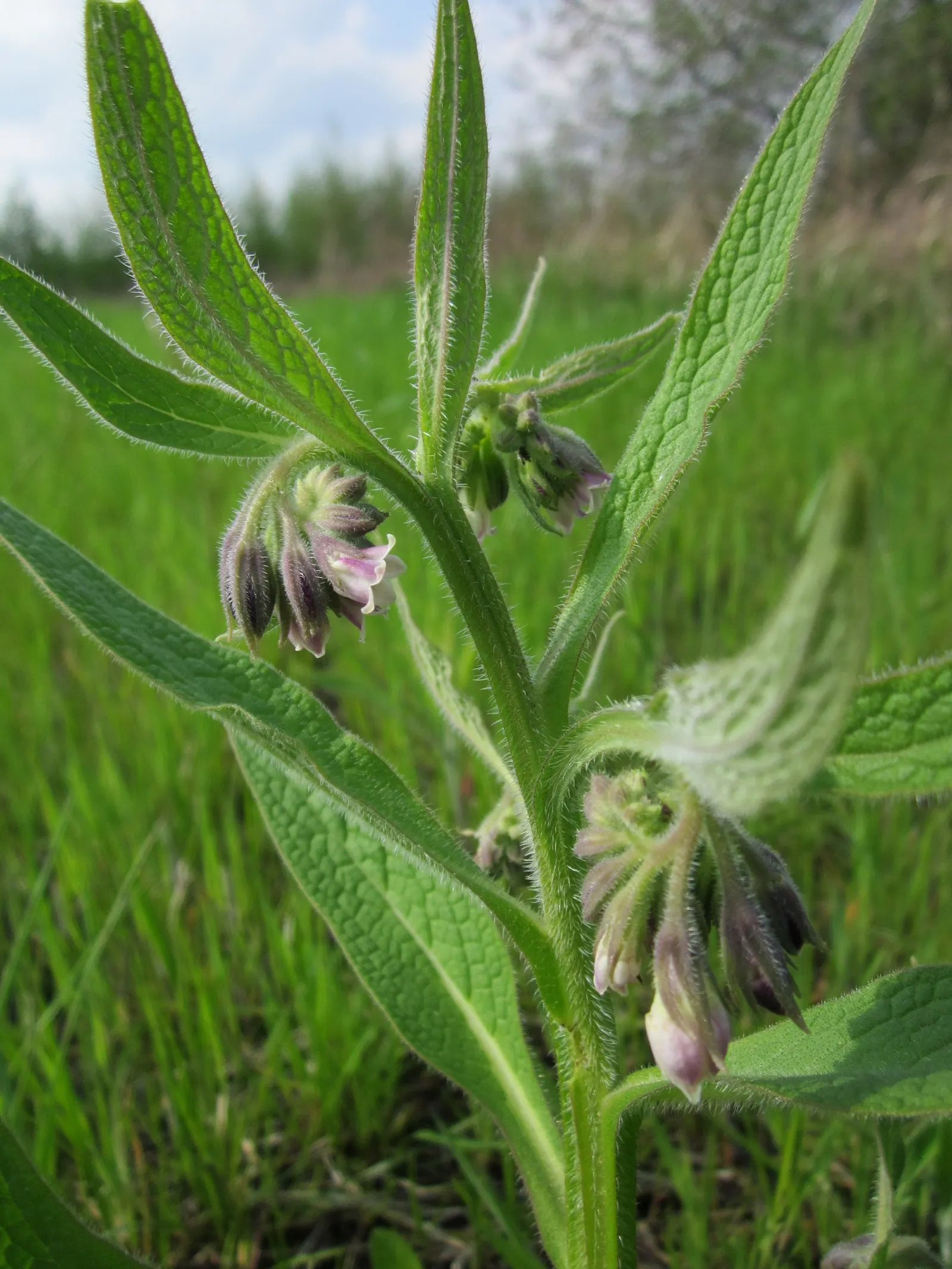 Common Comfrey (Symphytum Officinale) — tapering to a point.<br><br>From late spring to early summer