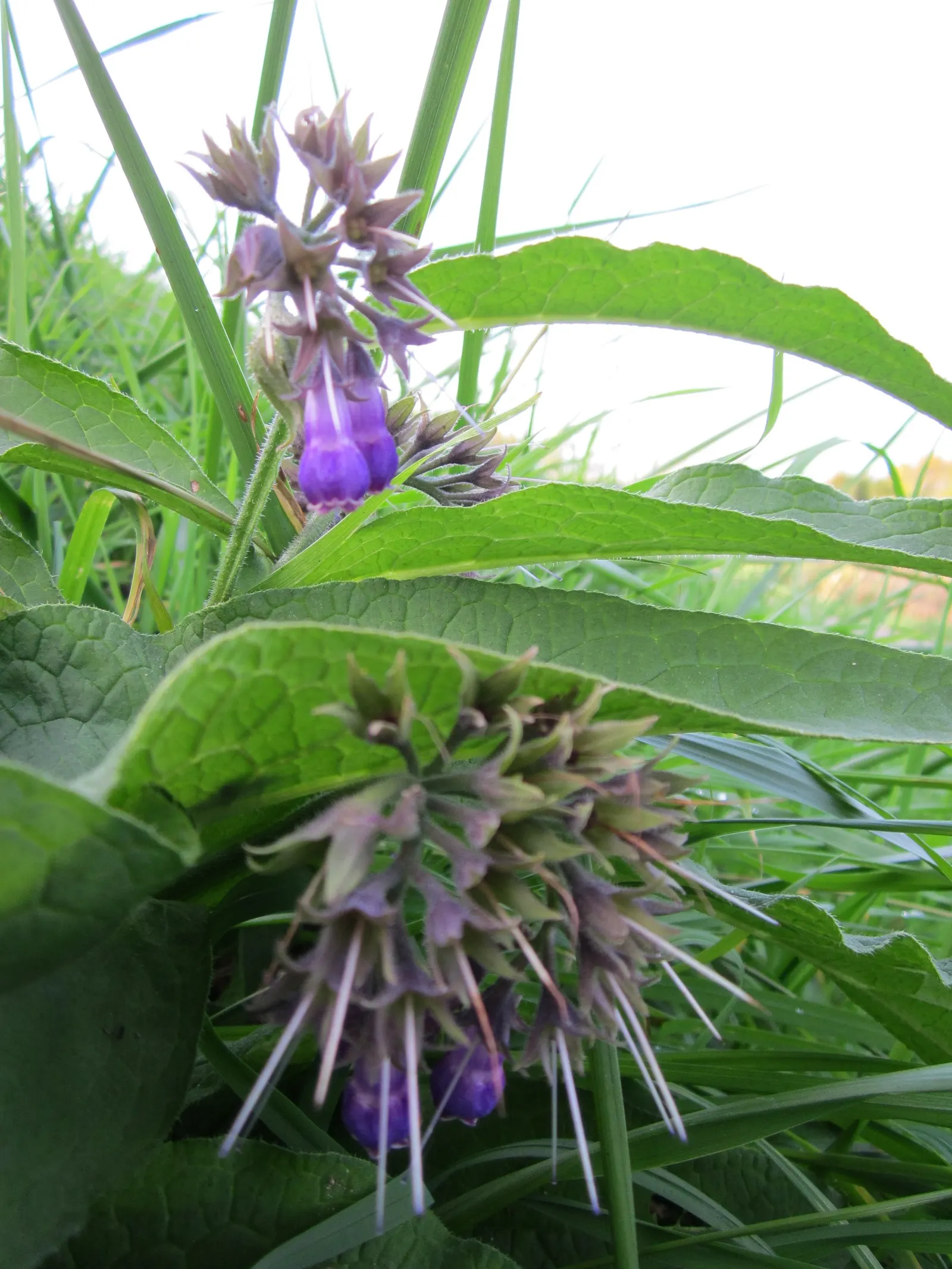 Common Comfrey (Symphytum Officinale) — This robust plant stands at around 2 to 5 feet tall with a similar spread and features a deep taproot, image 104
