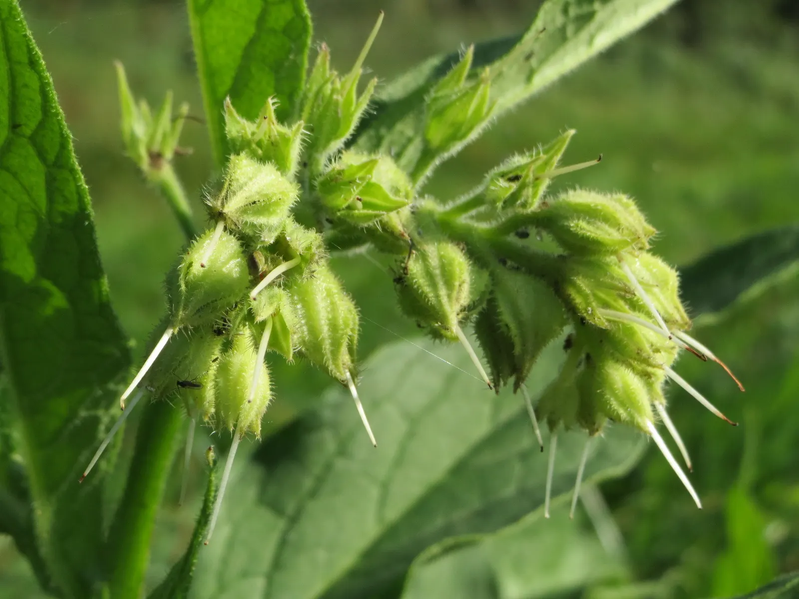 Common Comfrey (Symphytum Officinale) — This robust plant stands at around 2 to 5 feet tall with a similar spread and features a deep taproot system; handle