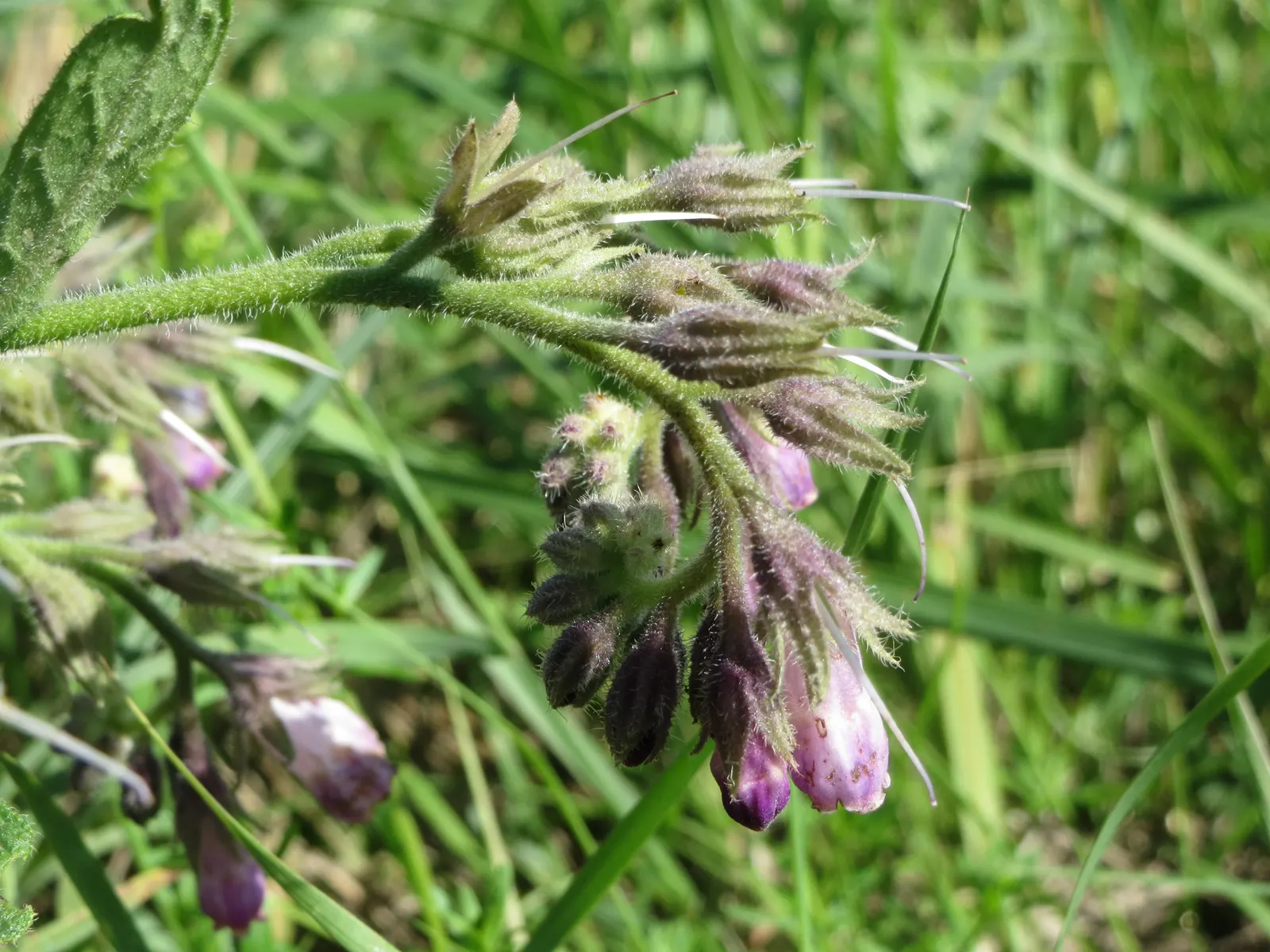 Common Comfrey (Symphytum Officinale) — Handle with care due to its rough, hairy leaves and potential skin irritants