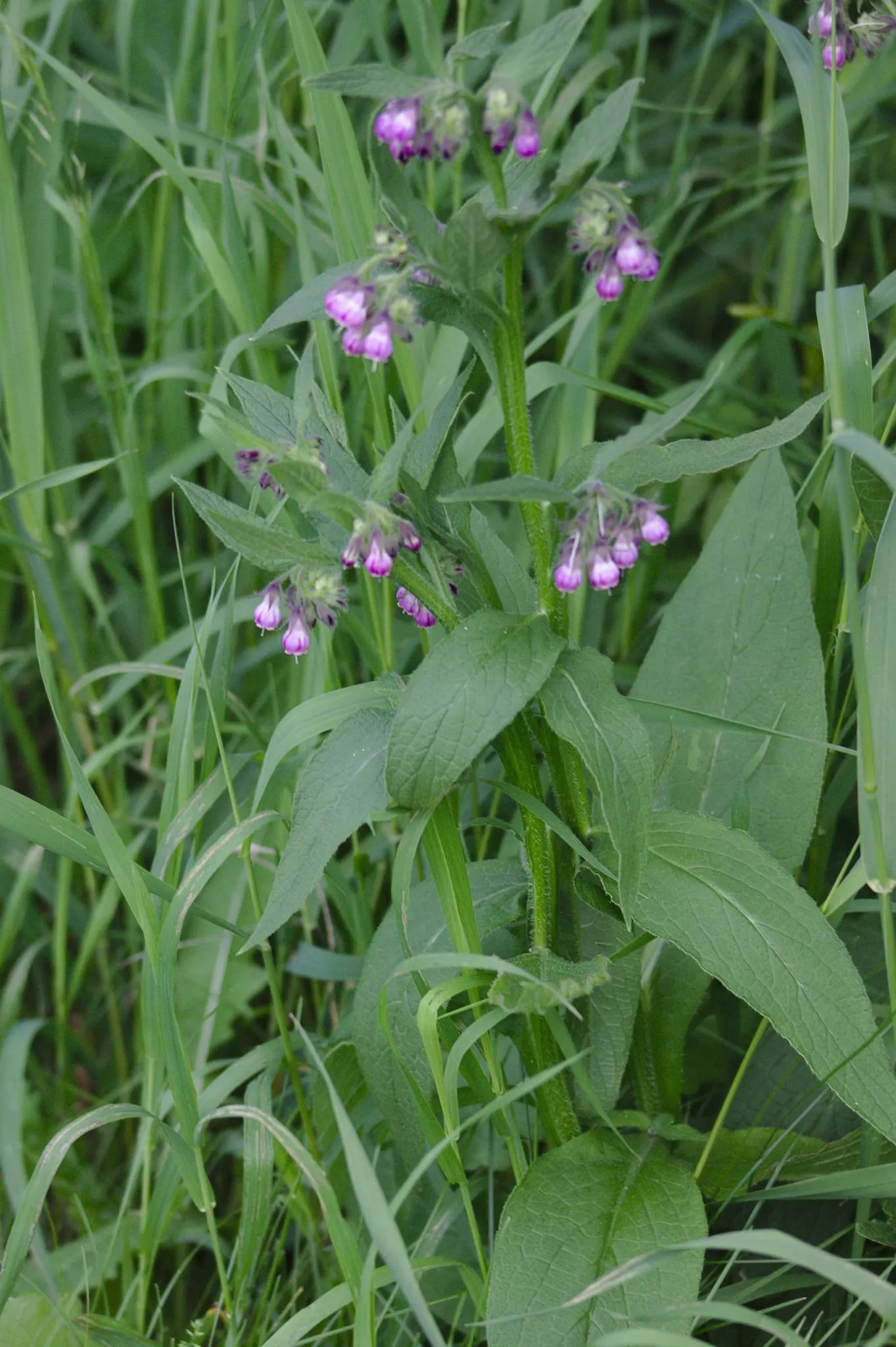 Common Comfrey (Symphytum Officinale) — with hairy leaves that can grow up to 8 to 12 inches long and 2 to 4 inches wide; it grows to 2-5 feet tall, image 83