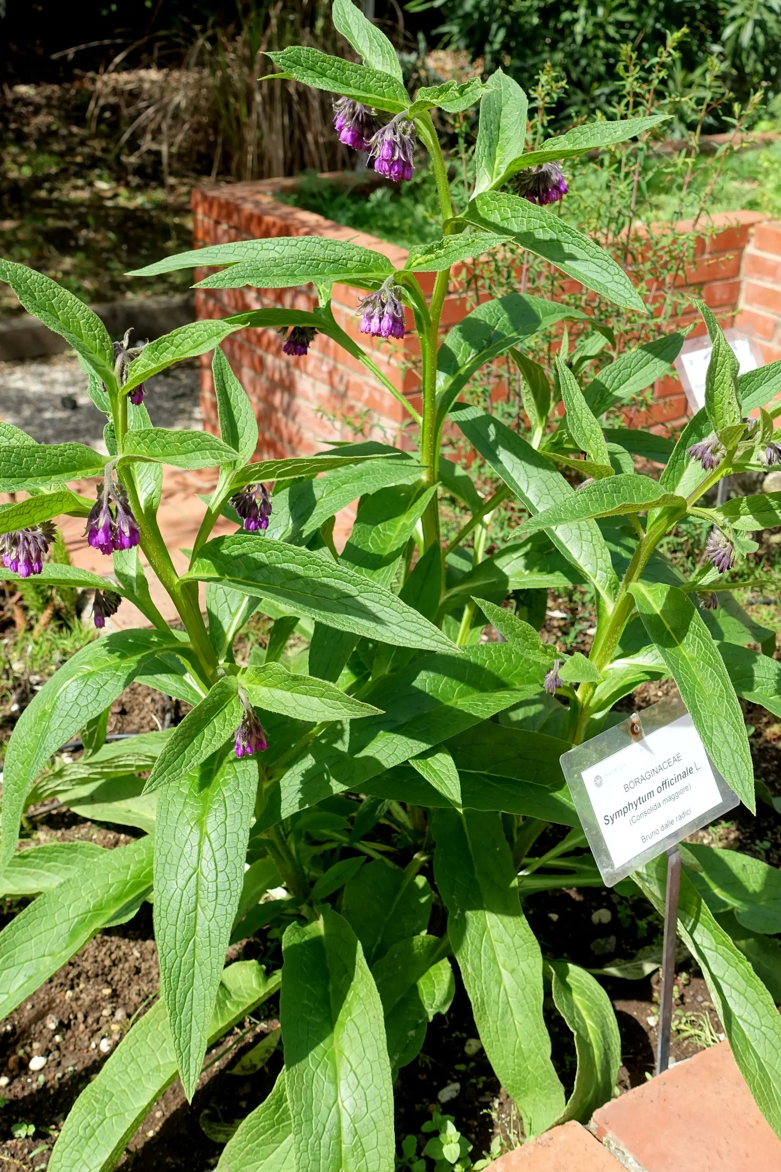 Common Comfrey (Symphytum Officinale) — showcasing colors that range from creamy white to pink and purple; perennial with blue blooms, image 86