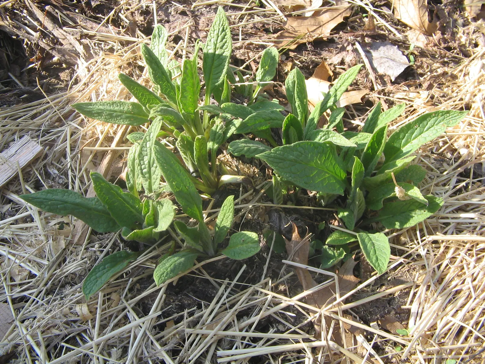 Common Comfrey (Symphytum Officinale) — It grows to 2-5 feet tall and spreads up to 2.5 feet wide; with hairy leaves that can grow up to 8 to 12, image 98