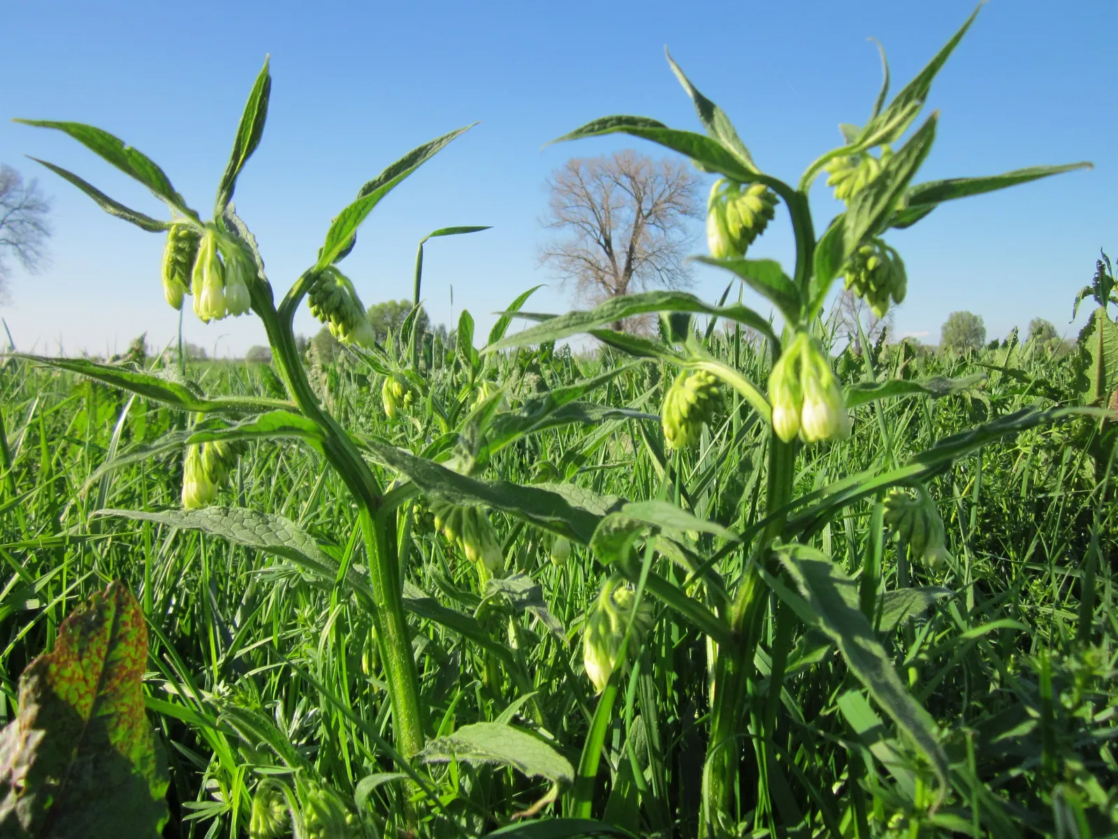 Common Comfrey (Symphytum Officinale) — bell-shaped flowers emerge; comfrey serves not only ornamental purposes but also contributes to soil health, image 85