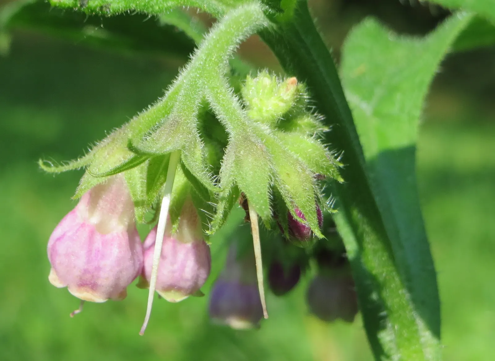 Common Comfrey (Symphytum Officinale) — is a perennial herb prized for its medicinal qualities and utility in garden landscapes; blue flowers in, image 103