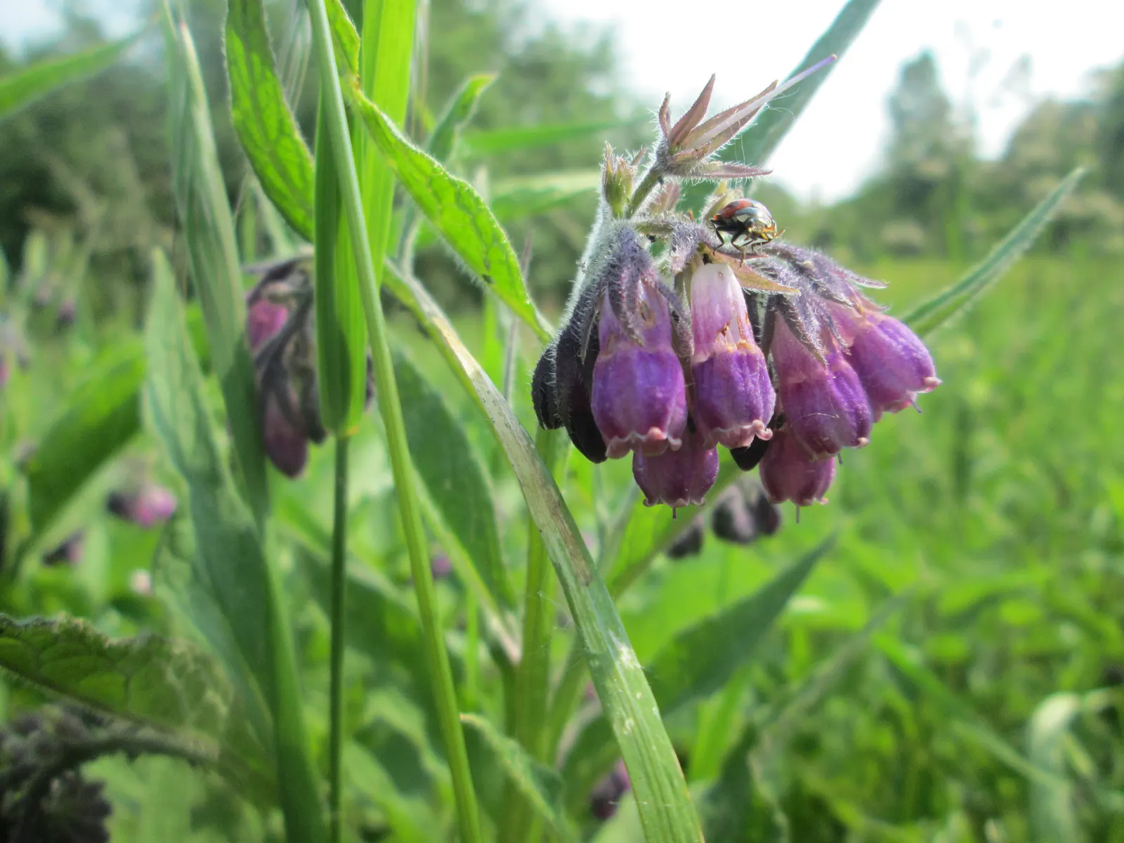 Common Comfrey (Symphytum Officinale) — Comfrey serves not only ornamental purposes but also contributes to soil health; bell-shaped flowers emerge