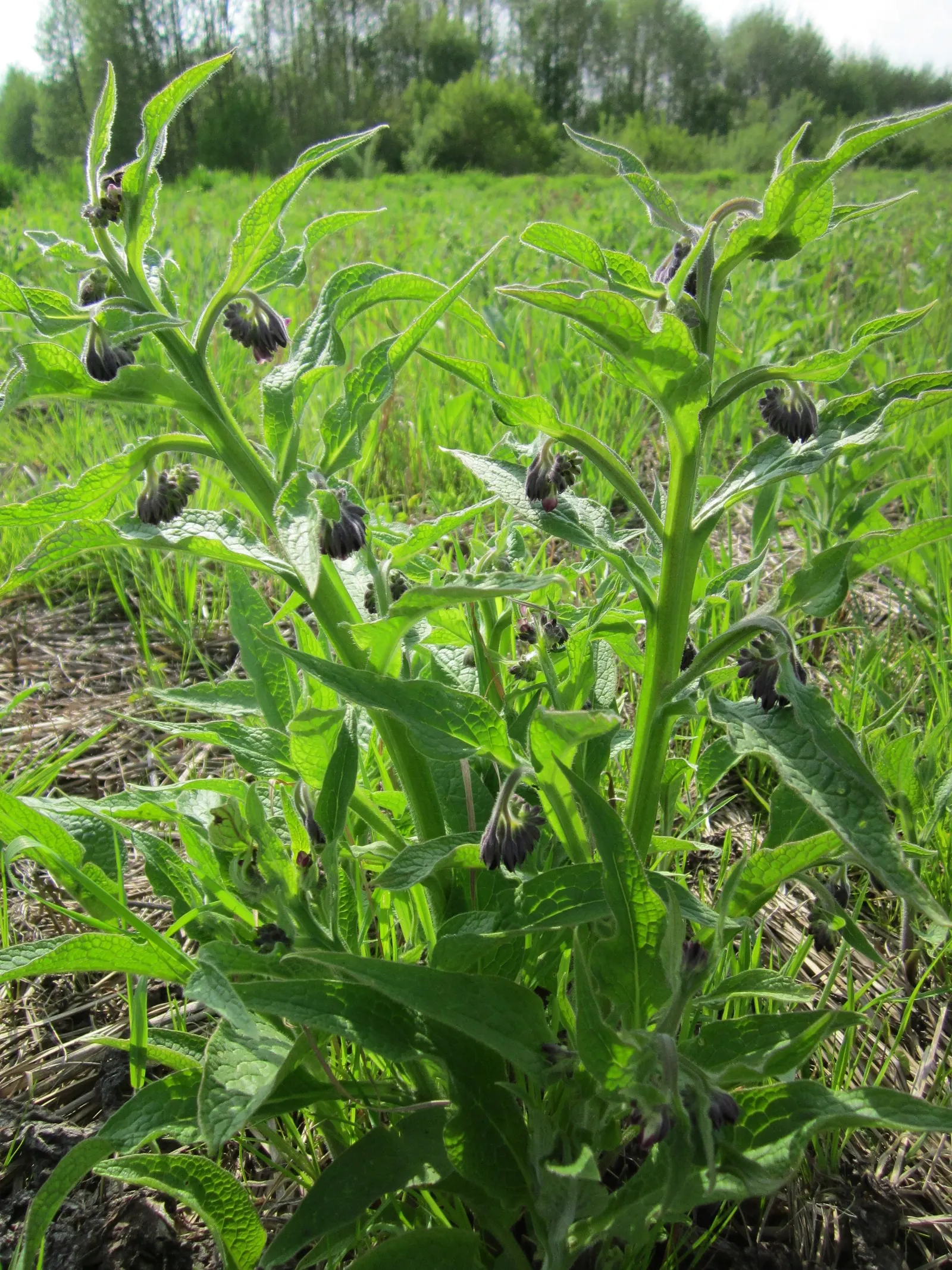 Common Comfrey (Symphytum Officinale) — It thrives in USDA hardiness zones 4 through 9, preferring full sun to partial shade and well-draining, image 115