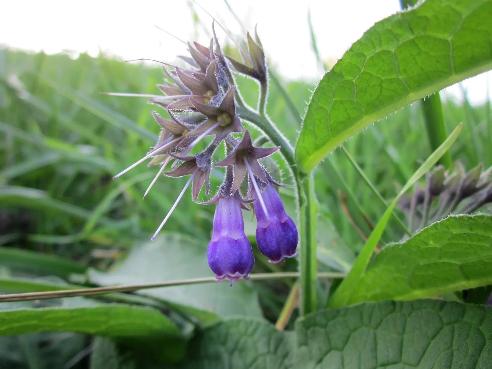 Common Comfrey (Symphytum Officinale) — tapering to a point.<br><br>From late spring to early summer; making it fairly drought-resistant upon, image 84