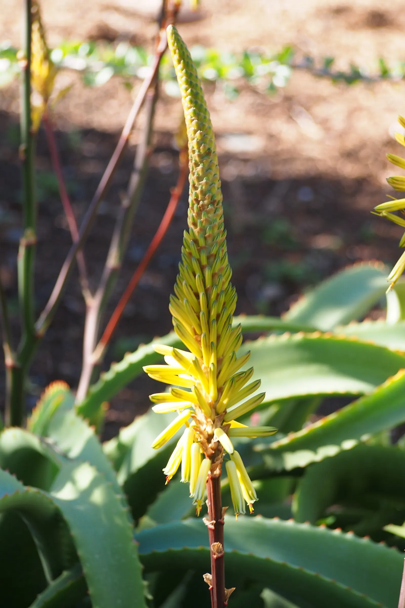 Bottle-Brush Aloe (Aloe Vanbalenii) — and dry borders.<br><br>During the cooler months