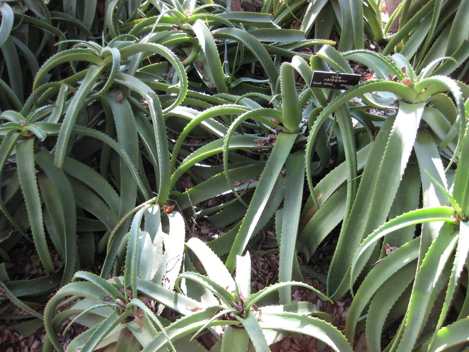 Bottle-Brush Aloe (Aloe Vanbalenii) — commonly referred to as Bottle-brush Aloe